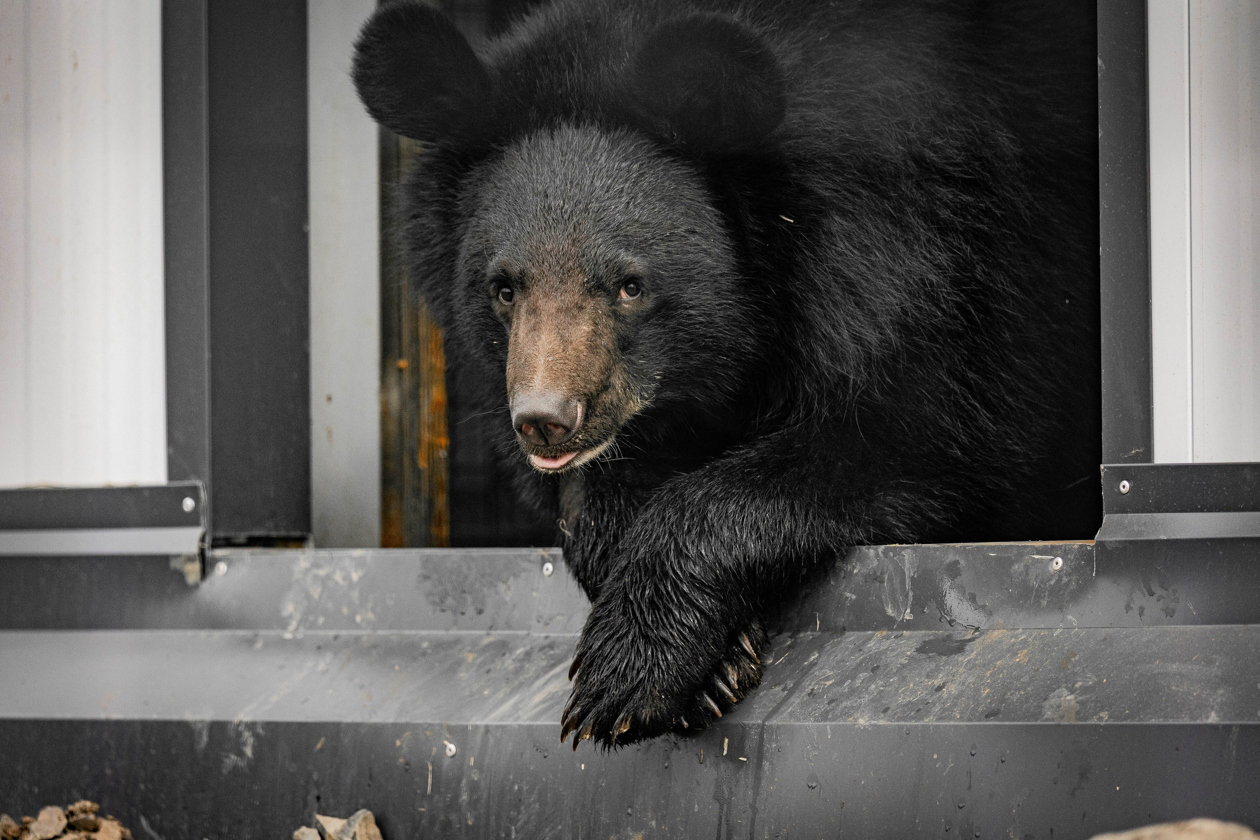 Парк Малинки 2026. Фотограф-АниМалист Анна Абрамова