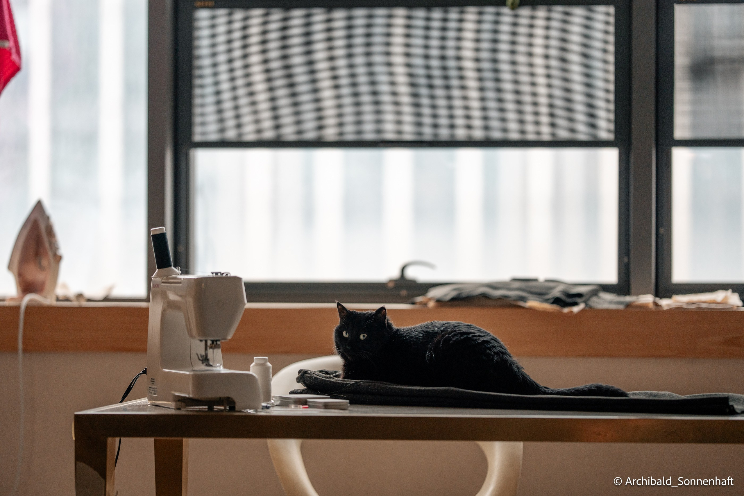 Cat, squirrel, japanese food and stand-up. Photographer in Guangzhou, China. Archibald Sonnenhaft