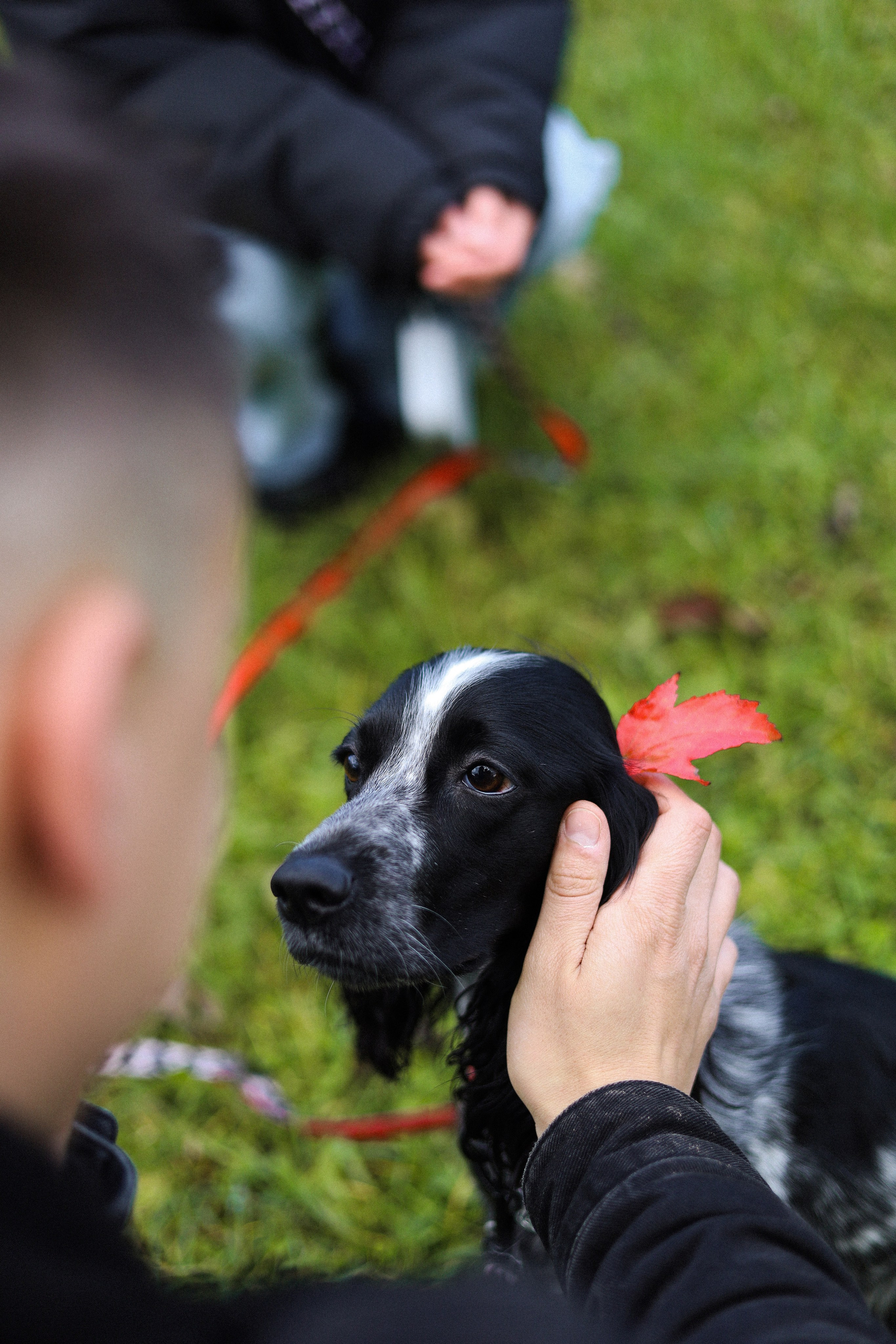 Милка, Вероника и Тимофей. Фотограф-анималист Ксения Шевцова|Москва