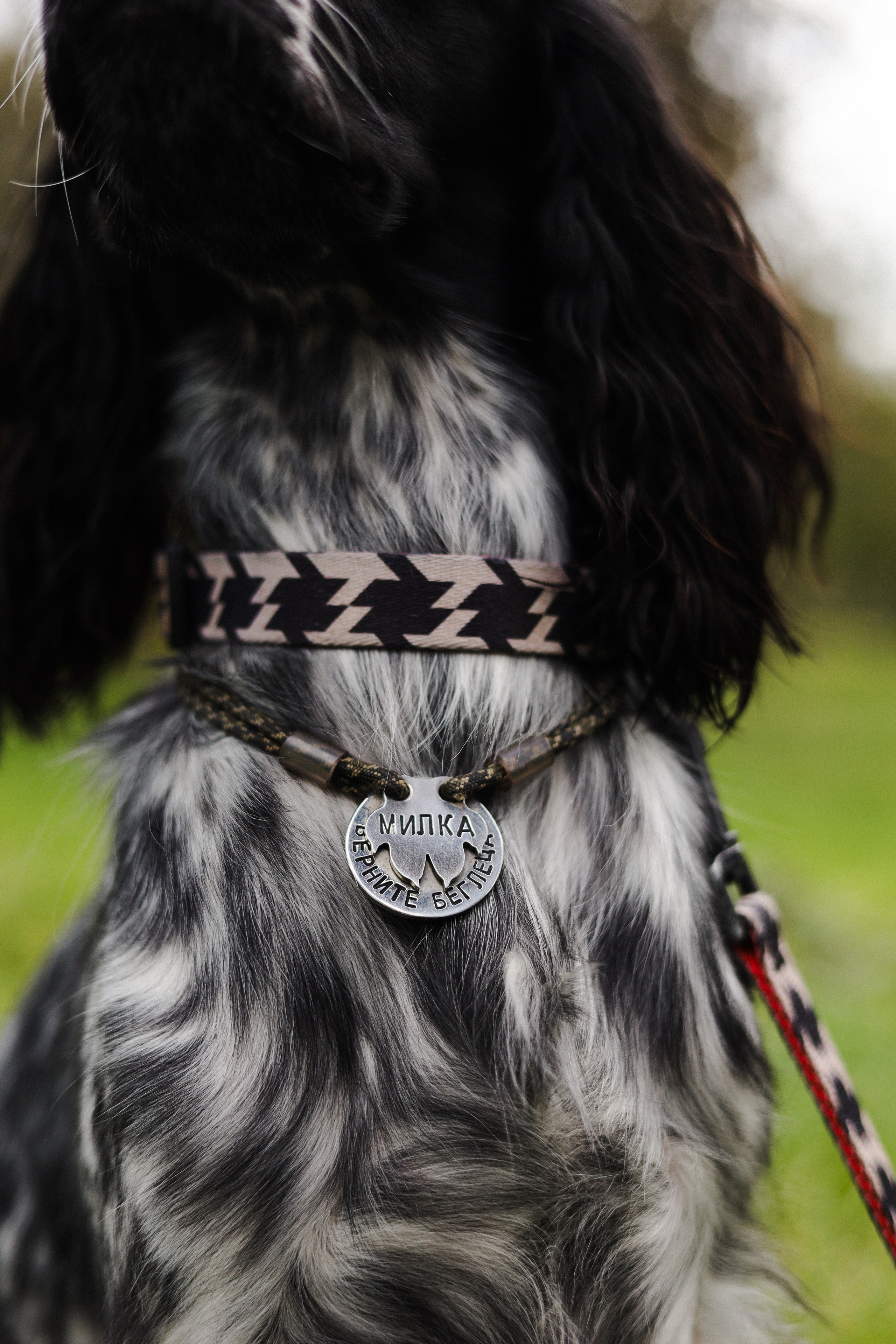 Милка, Вероника и Тимофей. Фотограф-анималист Ксения Шевцова|Москва