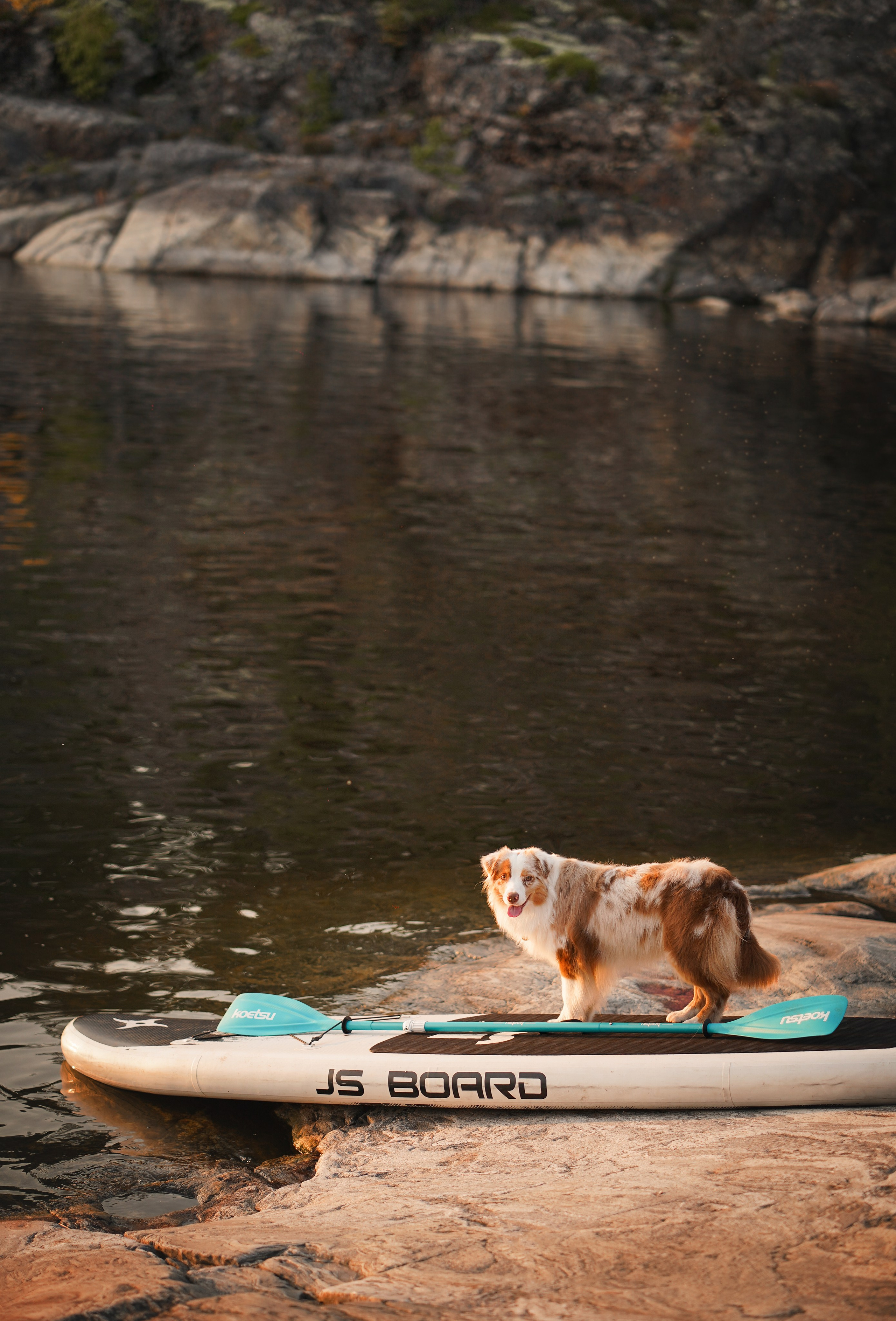 Панда SUP. Фотограф-анималист в Санкт-Петербурге Яна Мартынова