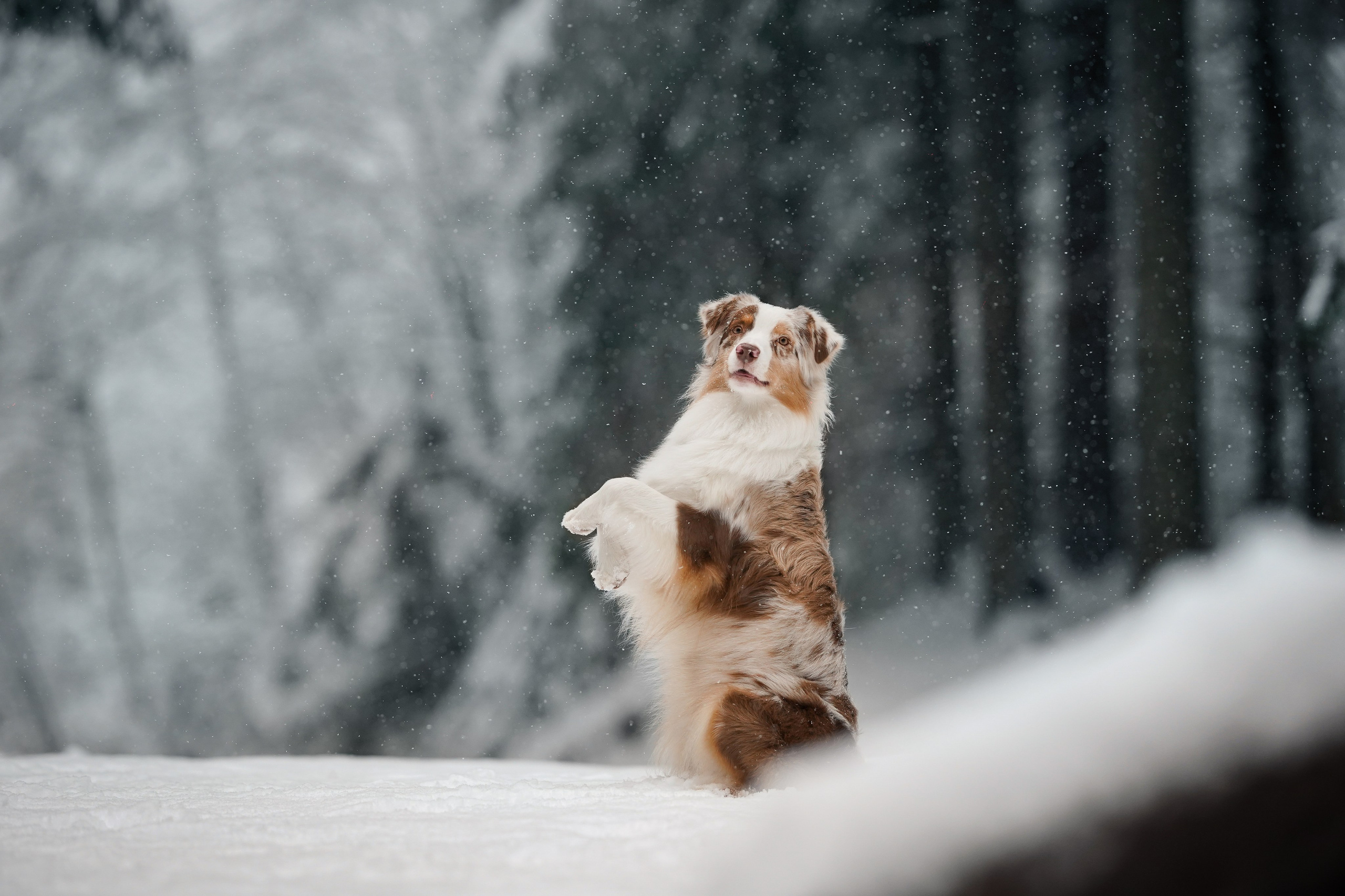 Панда. Фотограф-анималист в Санкт-Петербурге Яна Мартынова