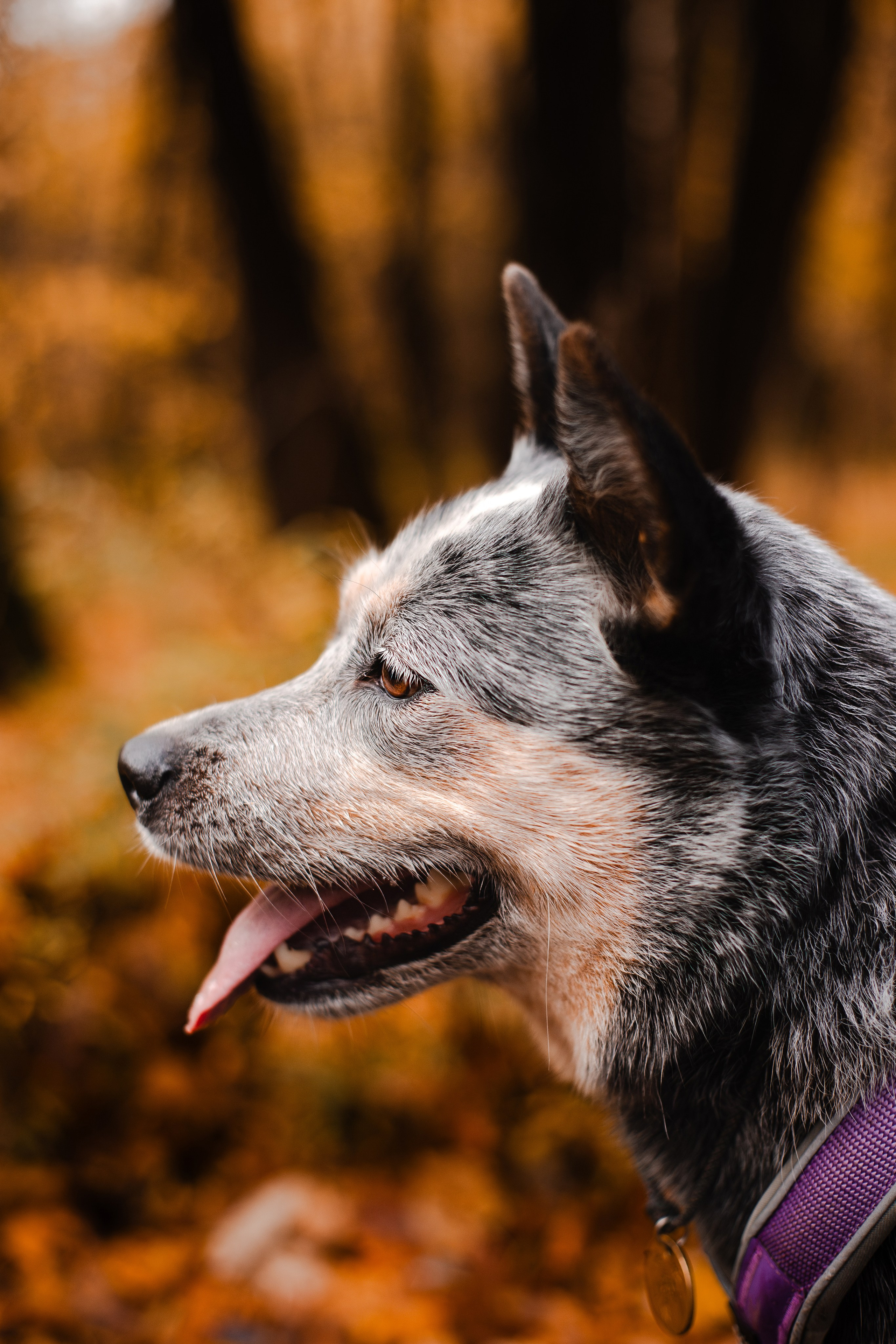 Юля, Антон и Лу. Фотограф-анималист Мария Баркевич | Москва