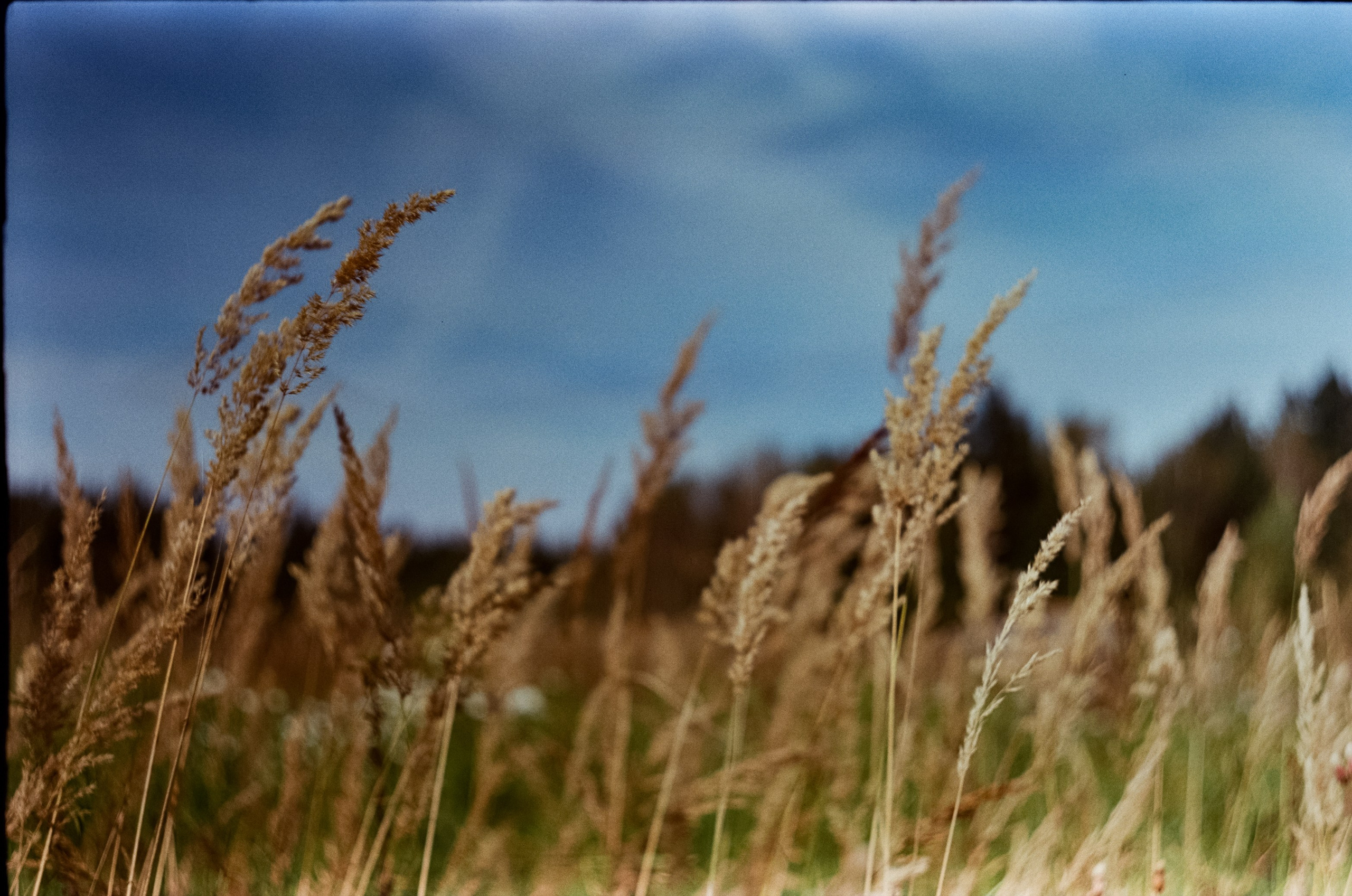 Edixa-MAT REFLEX Mod.D | Carl Zeiss Jena Biotar 58 mm f2 T | SFL 250D