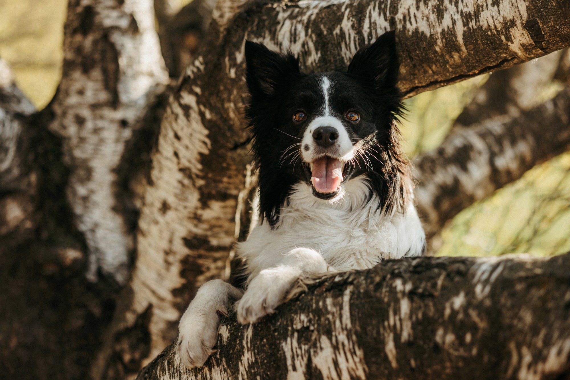 Аня и Иден. Фотограф-анималист Елена Радченко, Москва