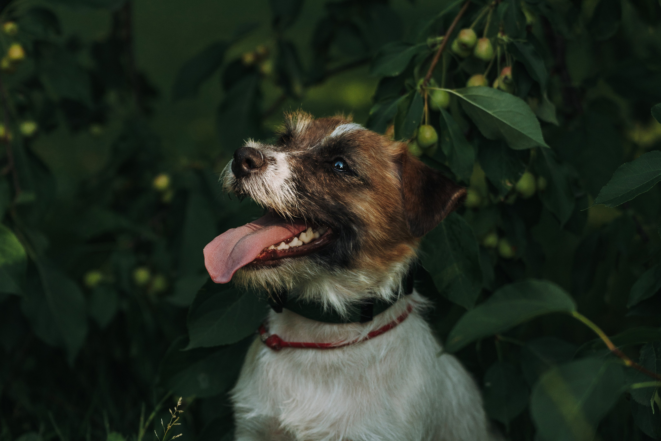 Ларс, Лукас и Ольга. Фотограф анималист в Спб недорого Олеся Майорова