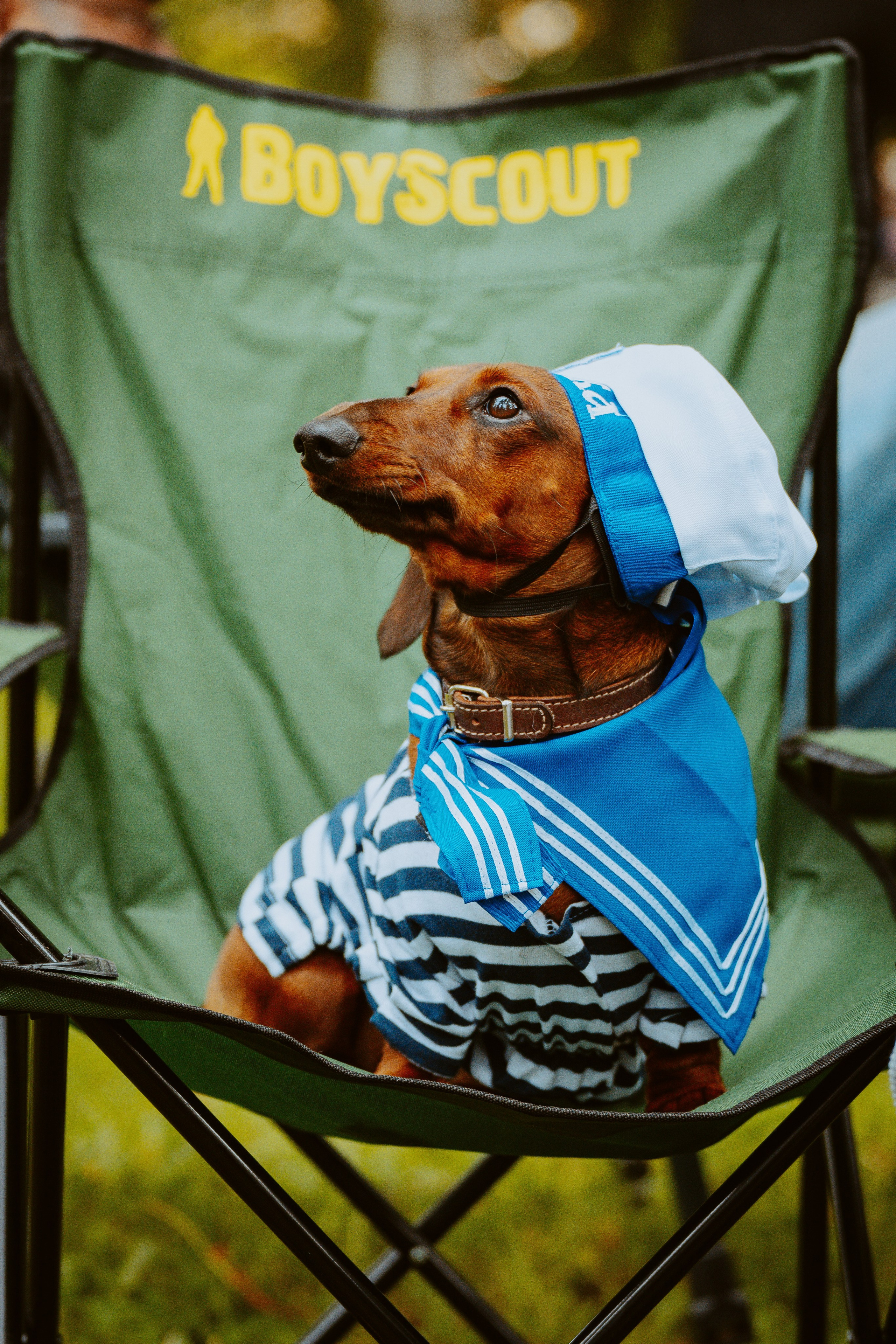 Такспарад. Фотограф анималист в Спб недорого Олеся Майорова
