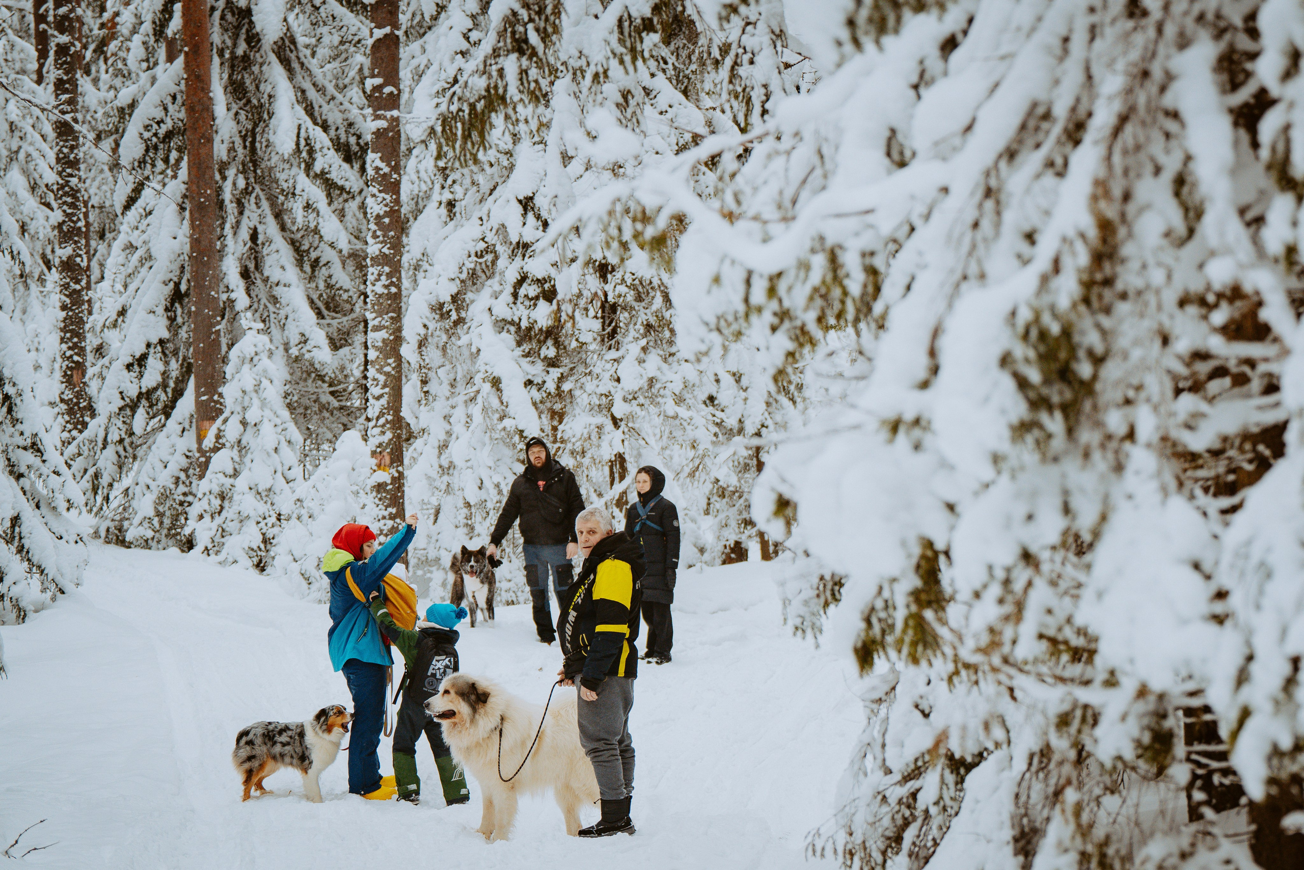 Дог трекинг. Фотограф анималист в Спб недорого Олеся Майорова