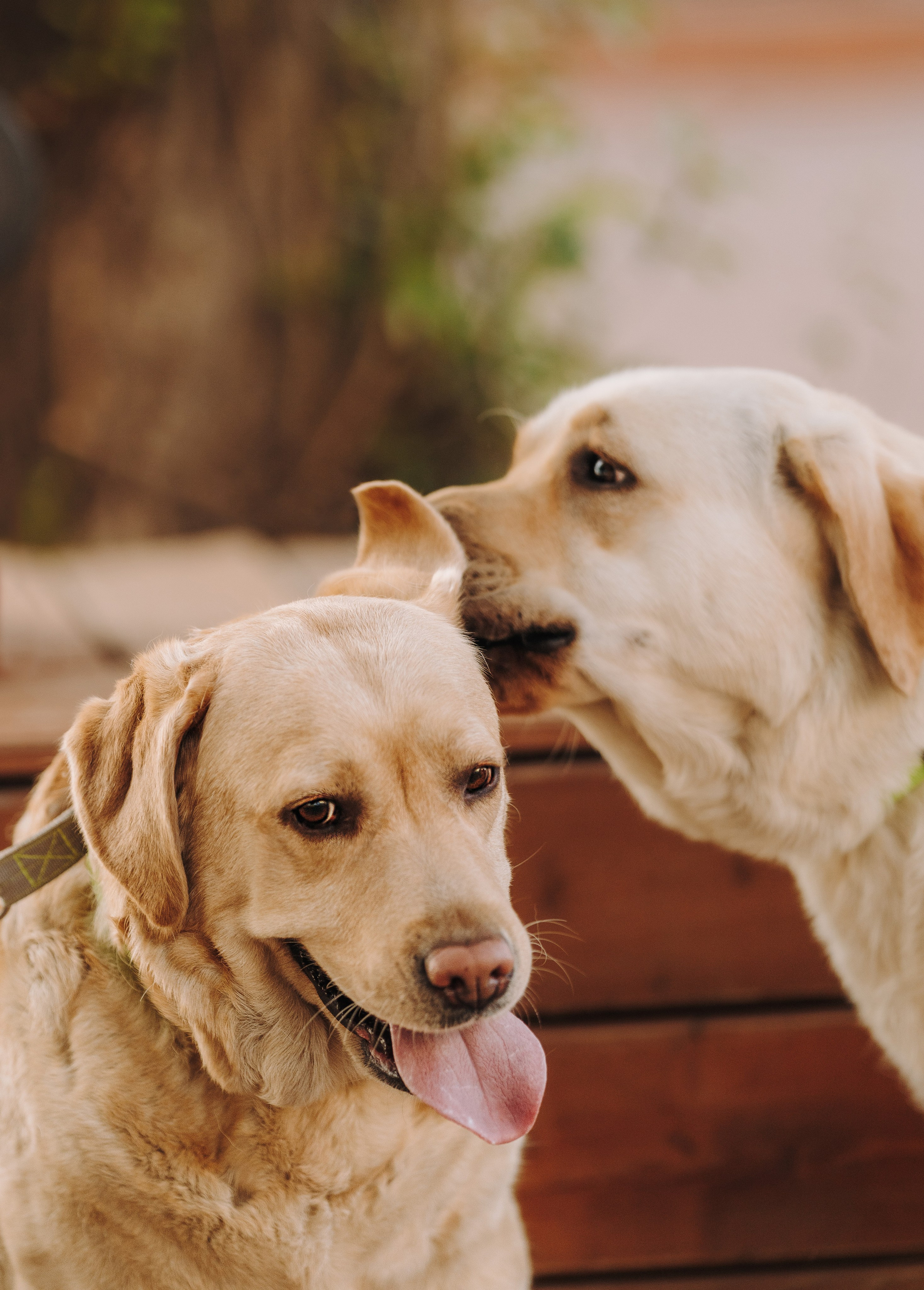 Фотосъёмка с вашими питомцами. Фотограф анималист в Спб недорого Олеся Майорова