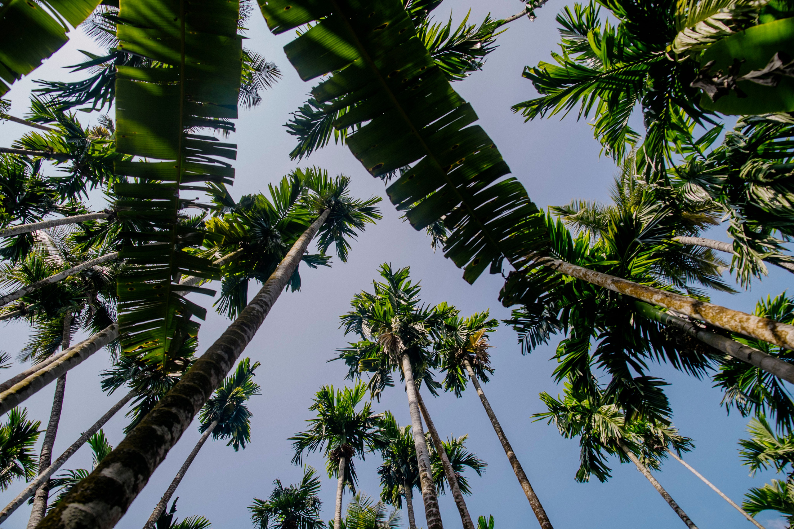 Гоа. индия. Iraogo