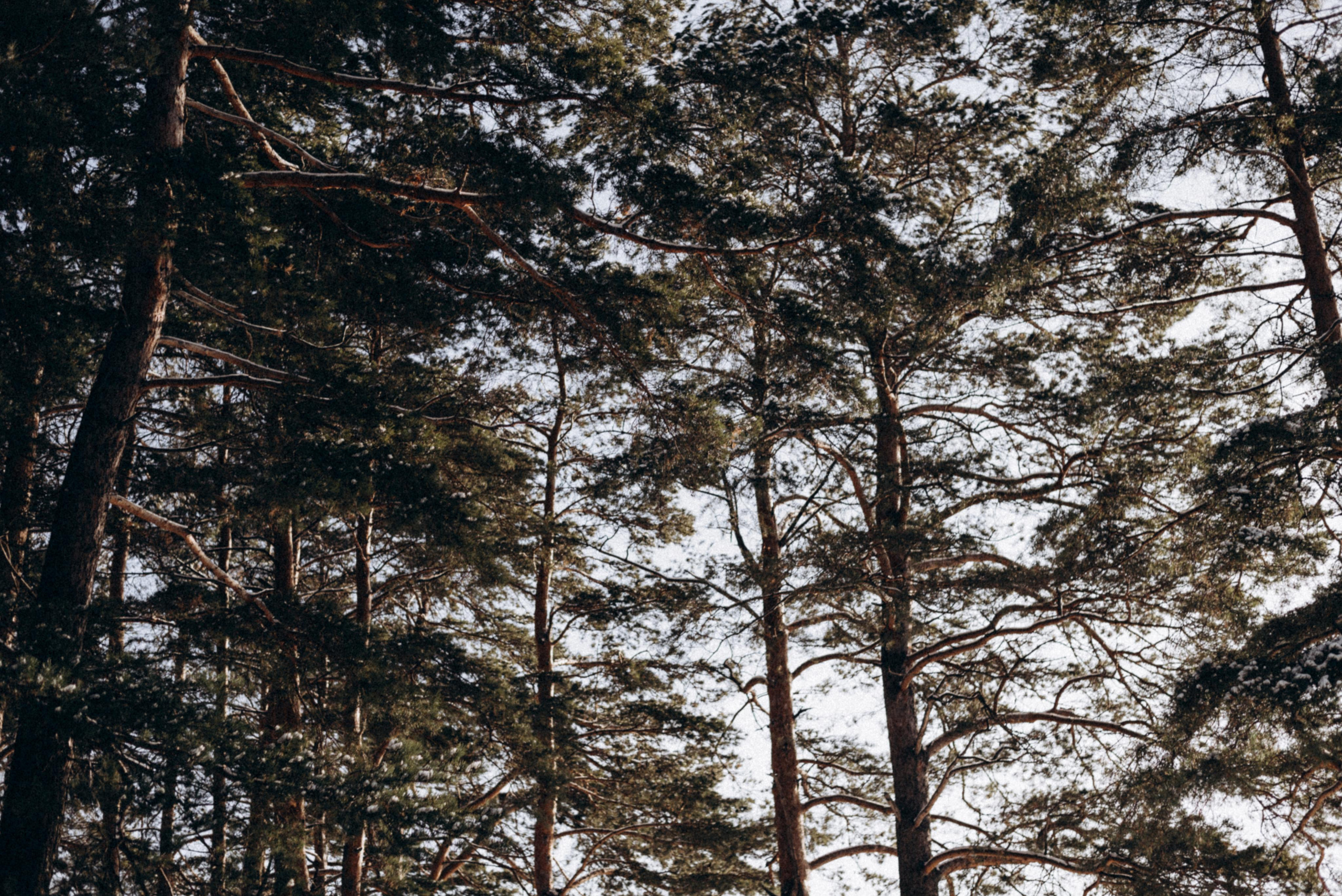 Прогулка в лесу. Фотограф Дарья Мустафина, Тюмень