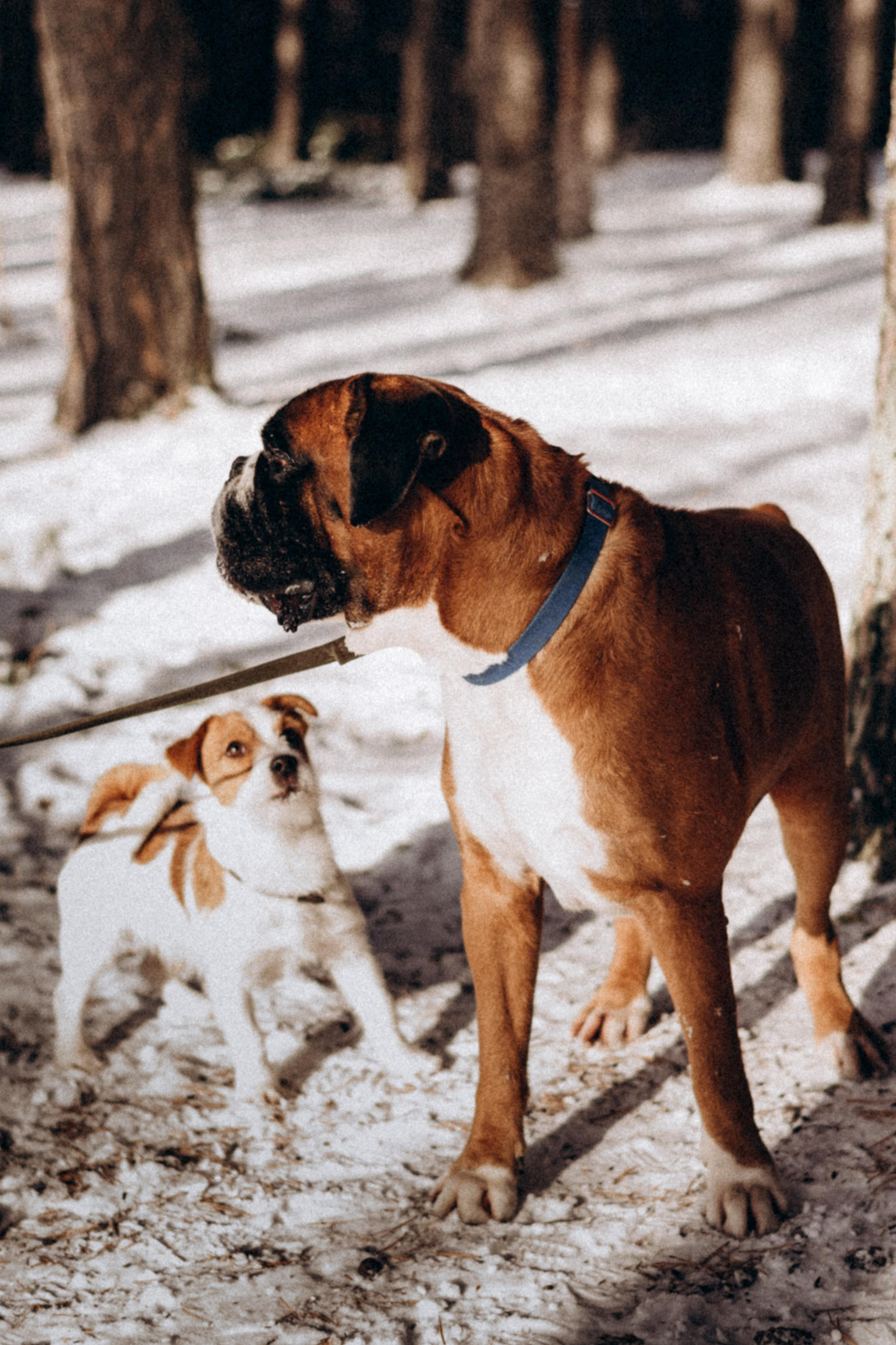 Прогулка в лесу. Фотограф Дарья Мустафина, Тюмень