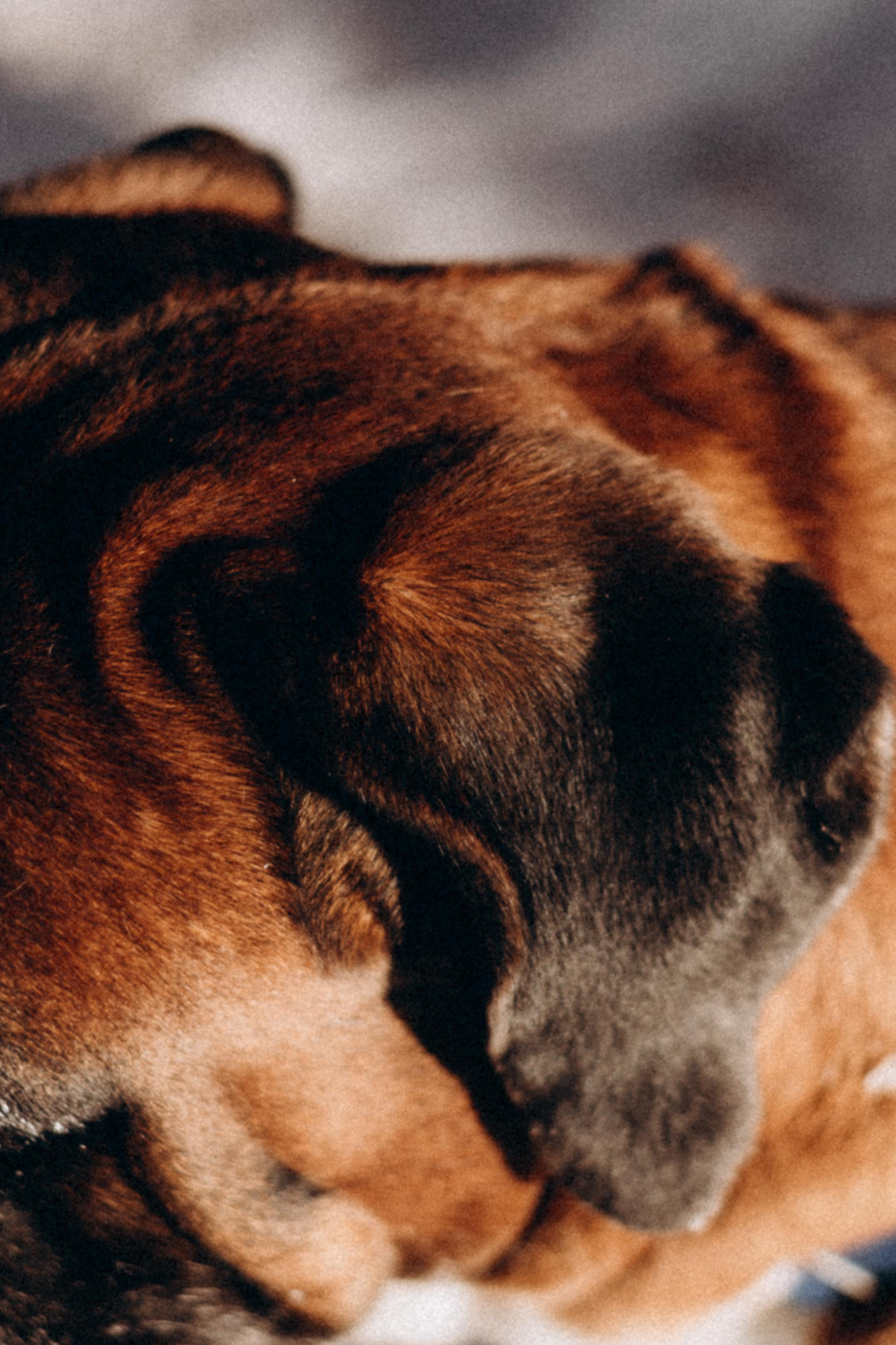 Прогулка в лесу. Фотограф Дарья Мустафина, Тюмень