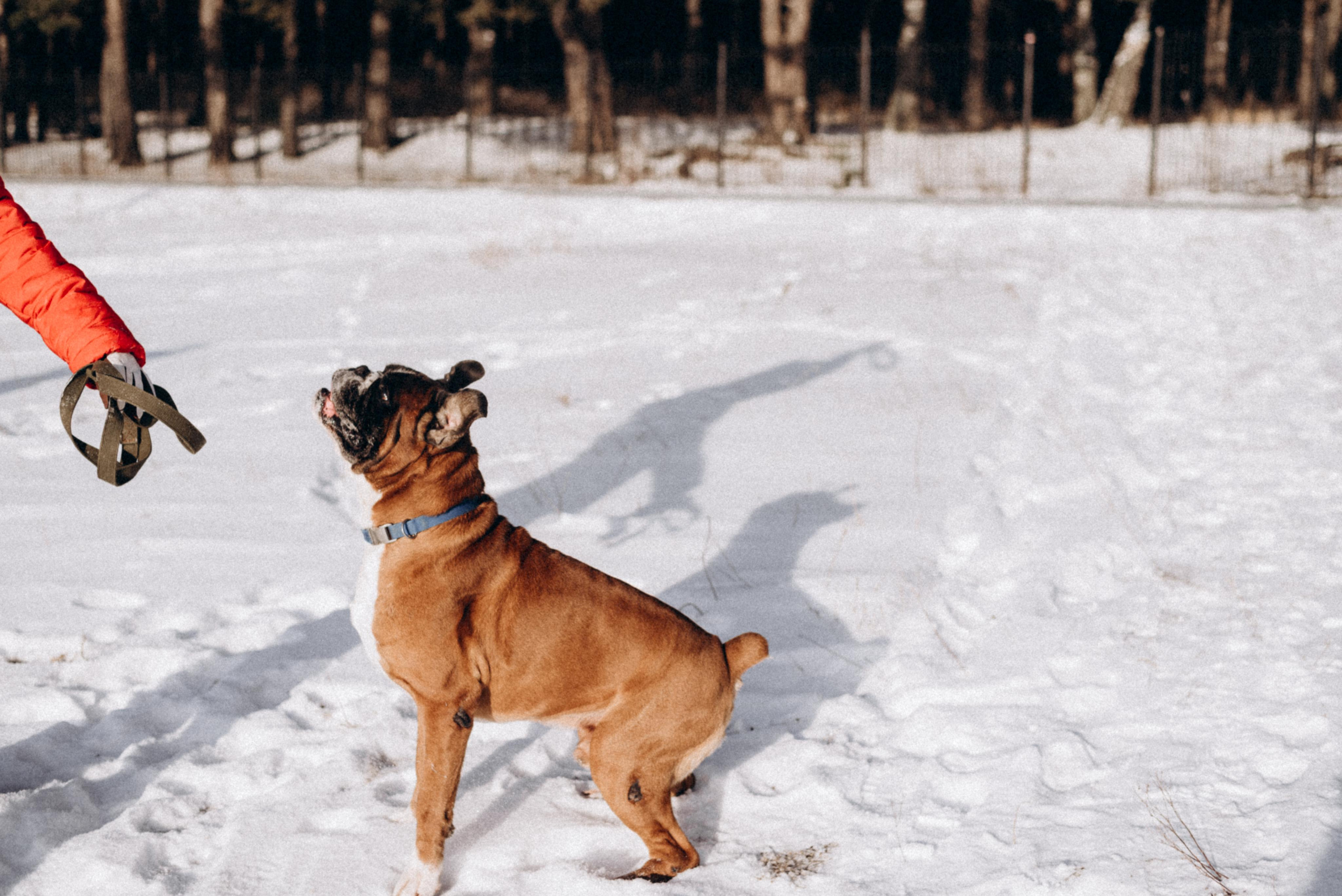Прогулка в лесу. Фотограф Дарья Мустафина, Тюмень