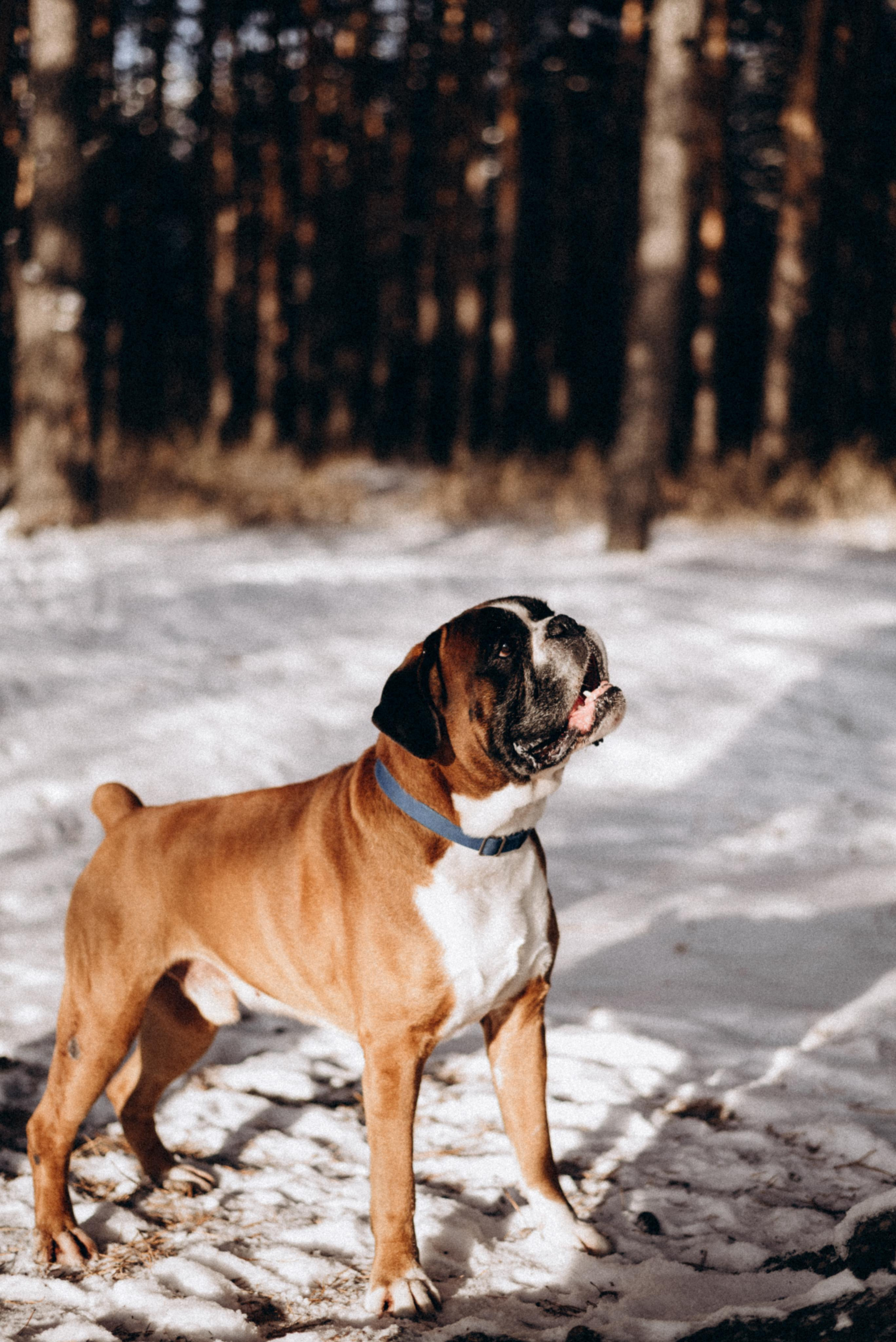 Прогулка в лесу. Фотограф Дарья Мустафина, Тюмень