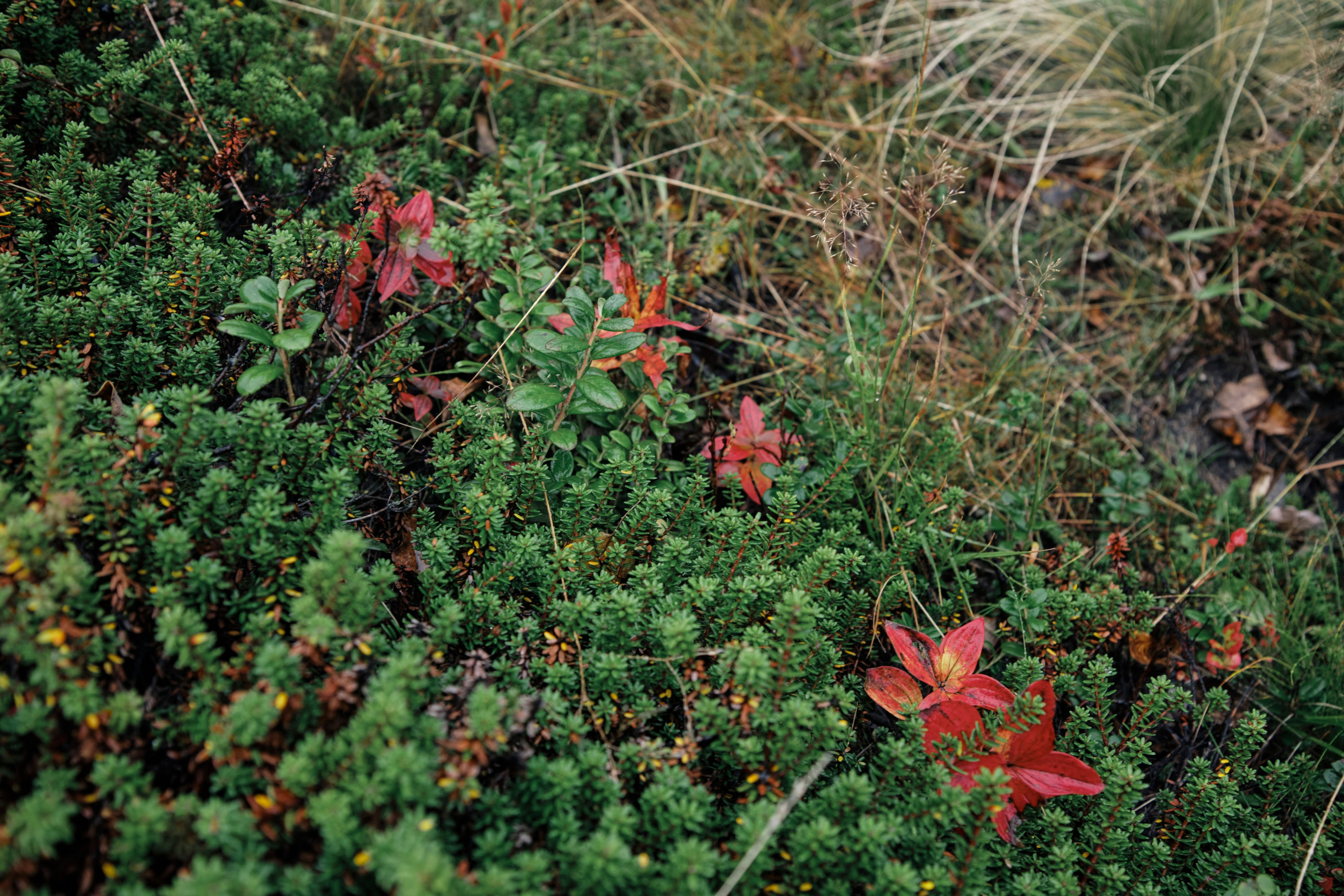 Поездка в Мурманск. Заметки и фото. Елена Павленко. Фотограф. Москва
