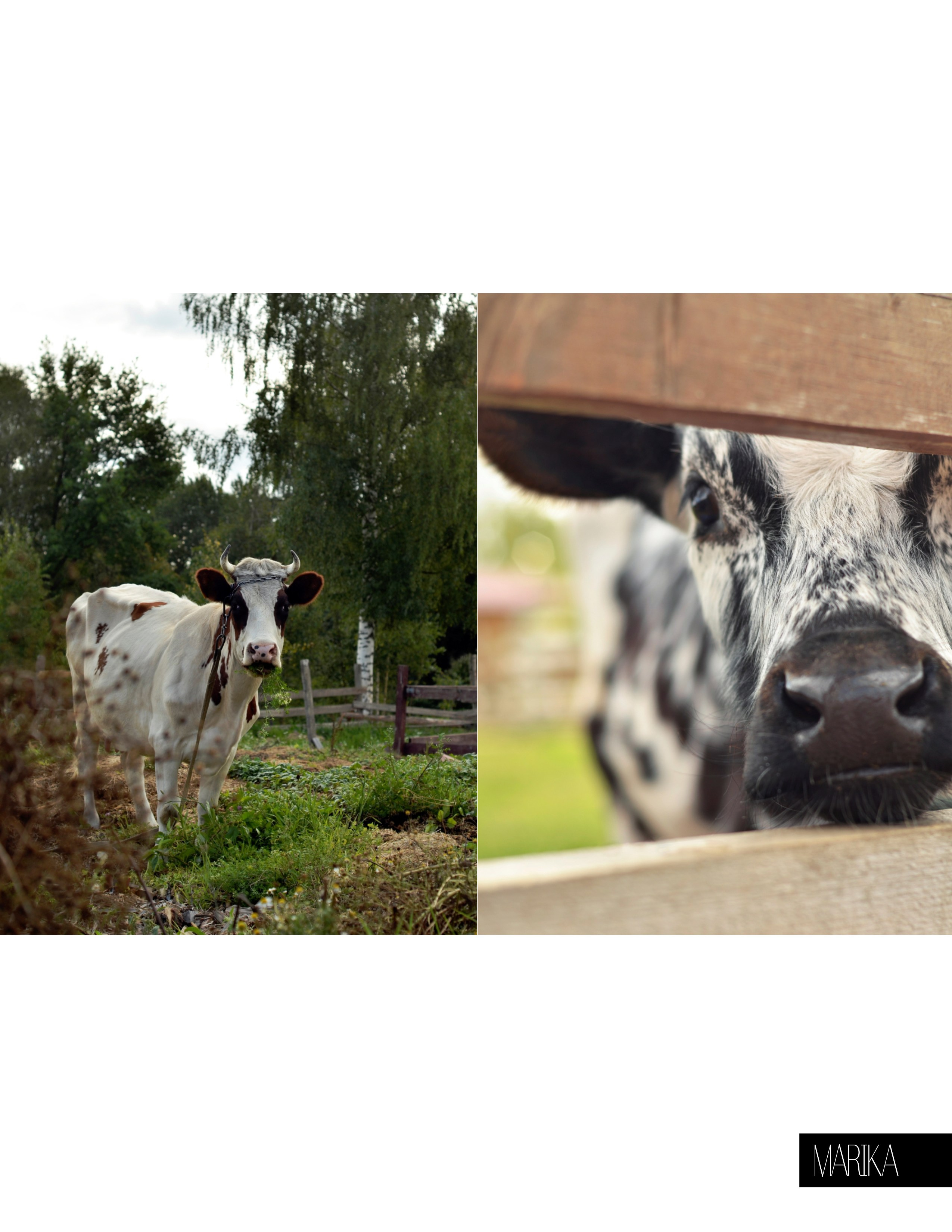 Публикации. Фотограф анималист