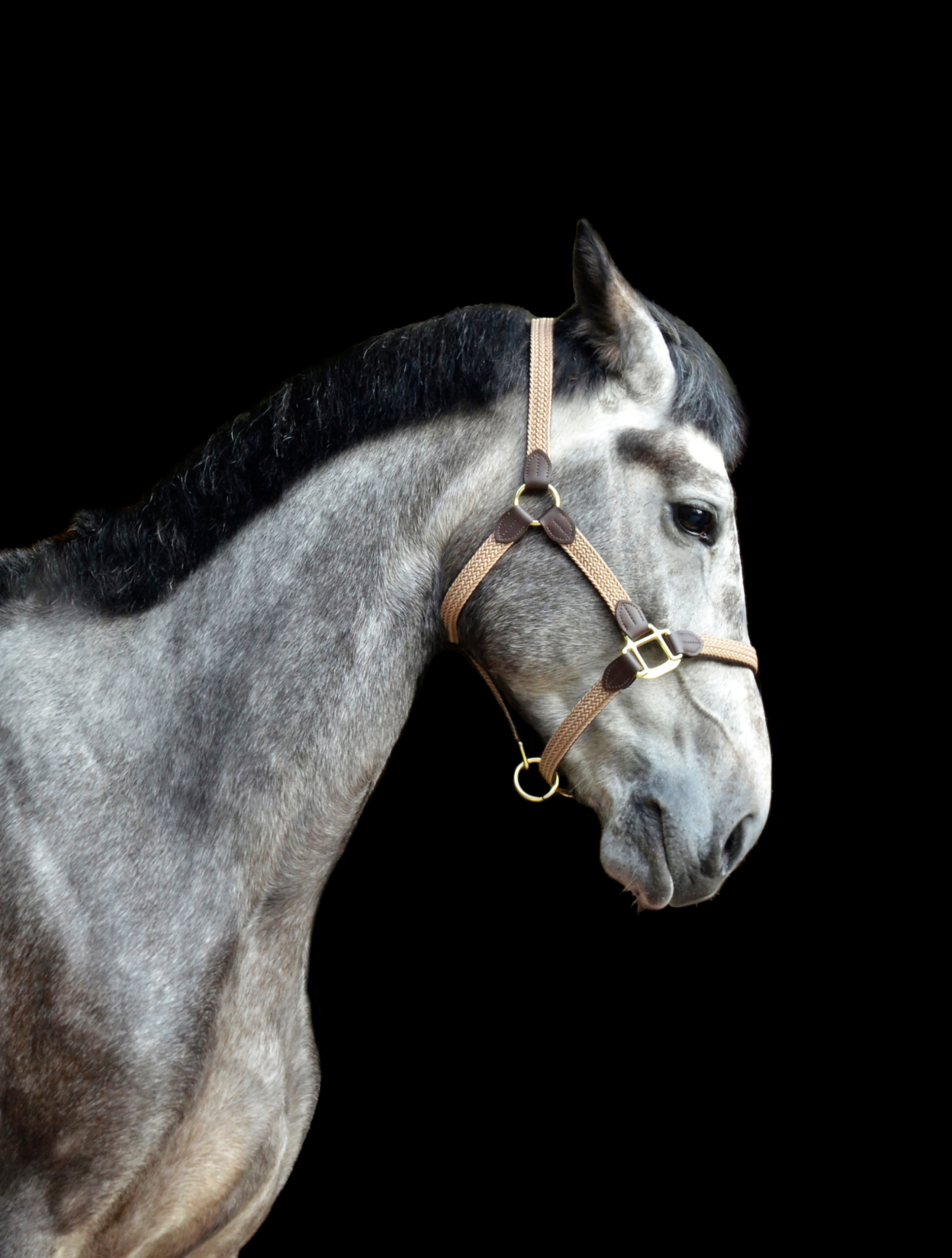 Лошади. Фотограф анималист