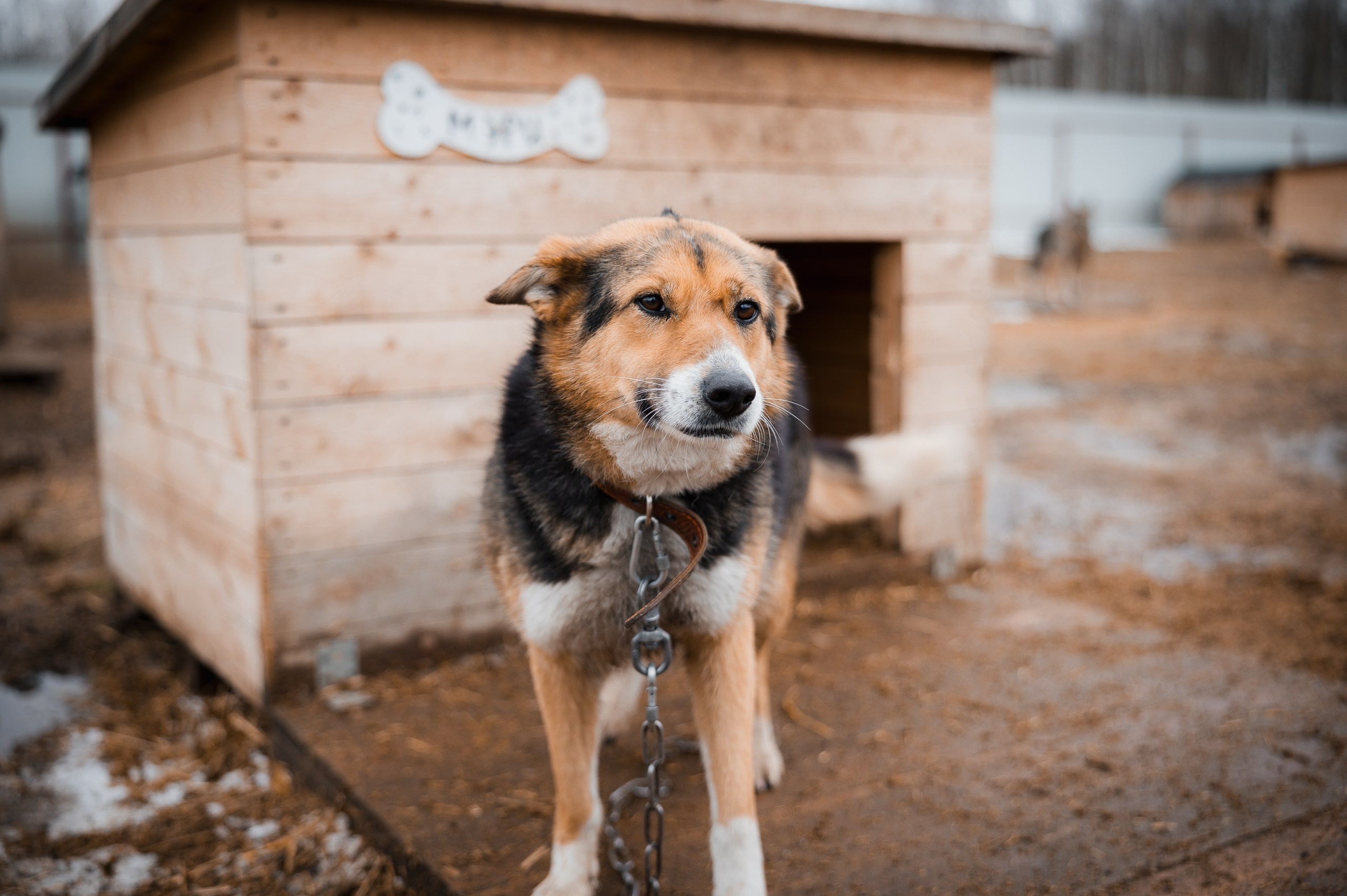 Мэри. Улыбка собаки — спасение и пристройство бездомных собак