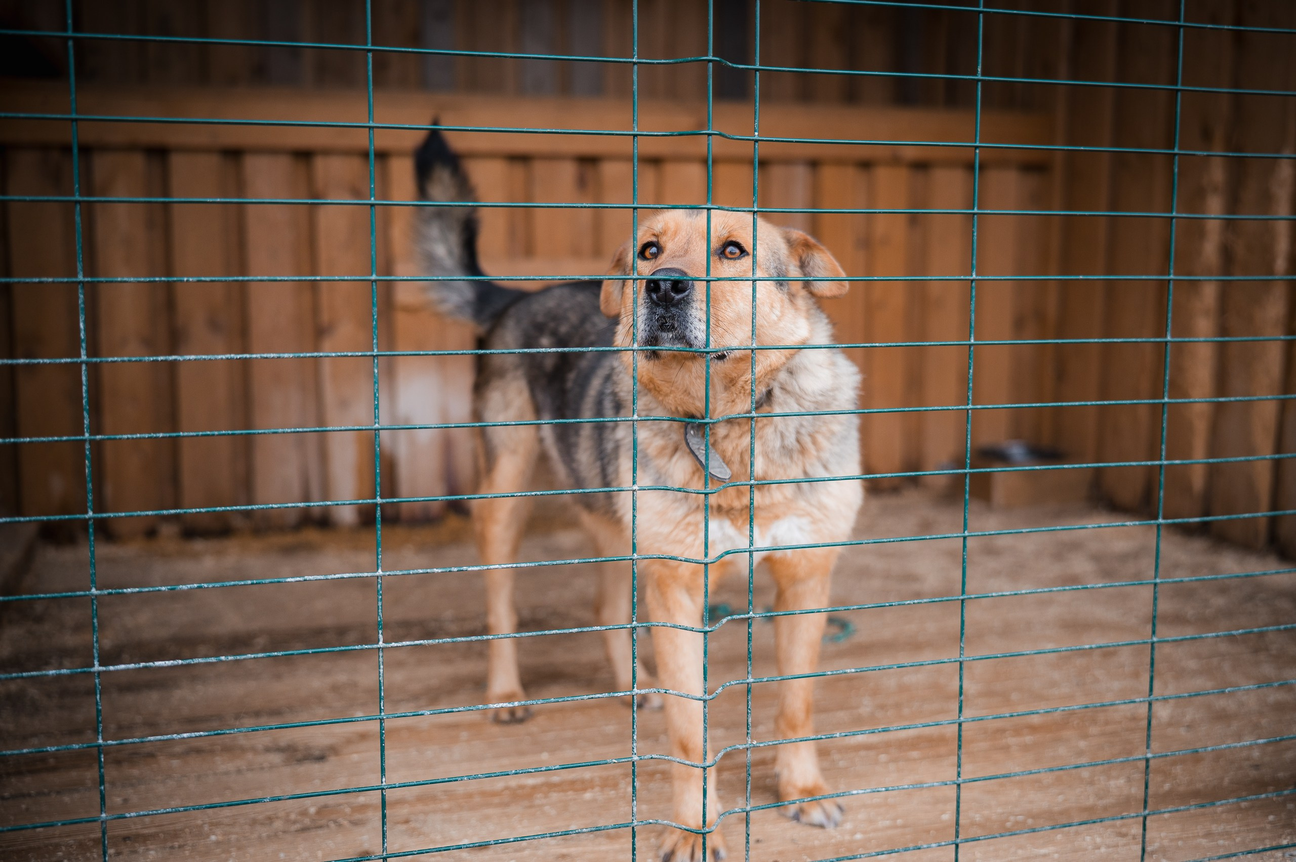 Чак. Улыбка собаки — спасение и пристройство бездомных собак