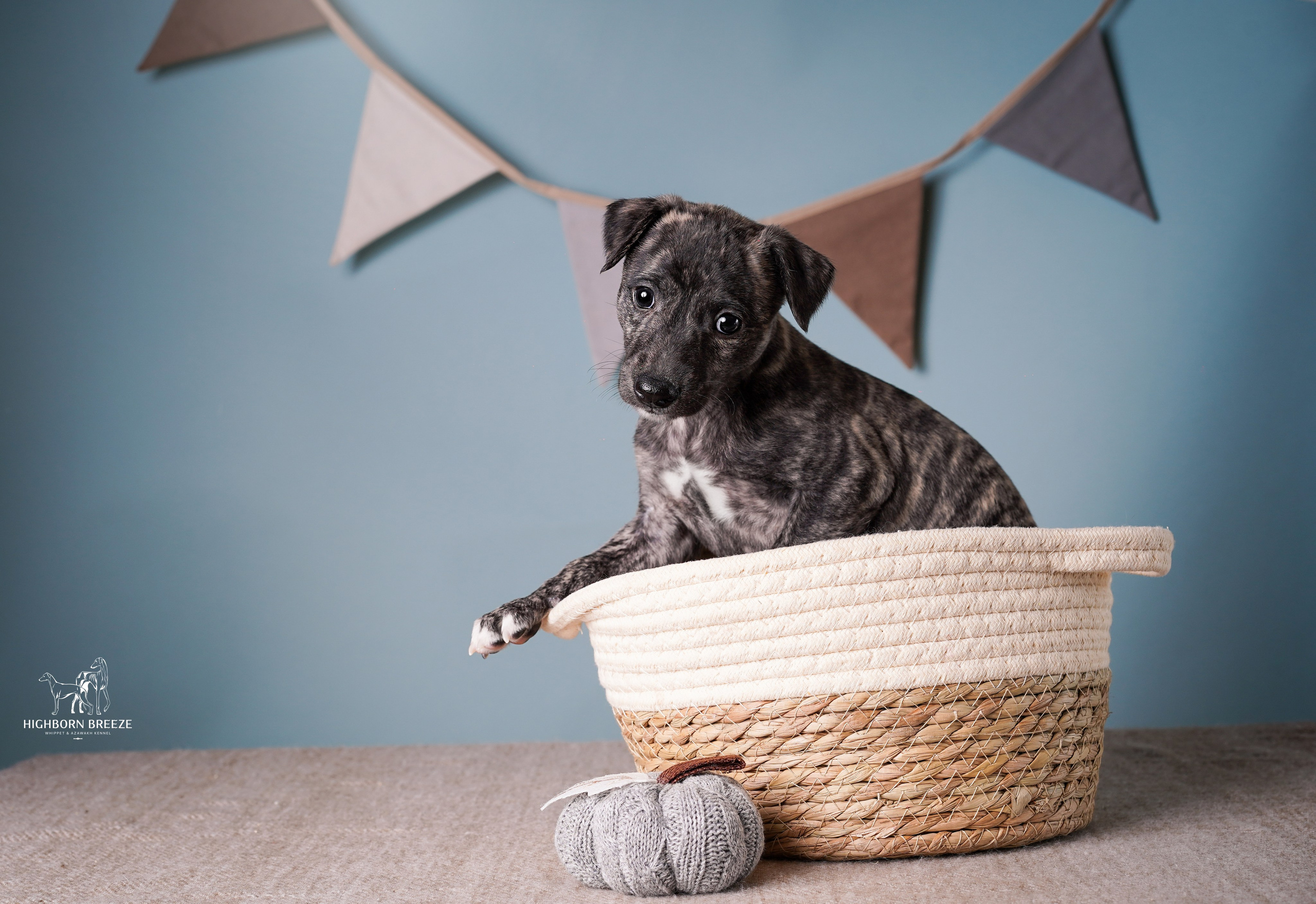 Щенки уиппета. Фотограф-анималист в Санкт-Петербурге Яна Мартынова