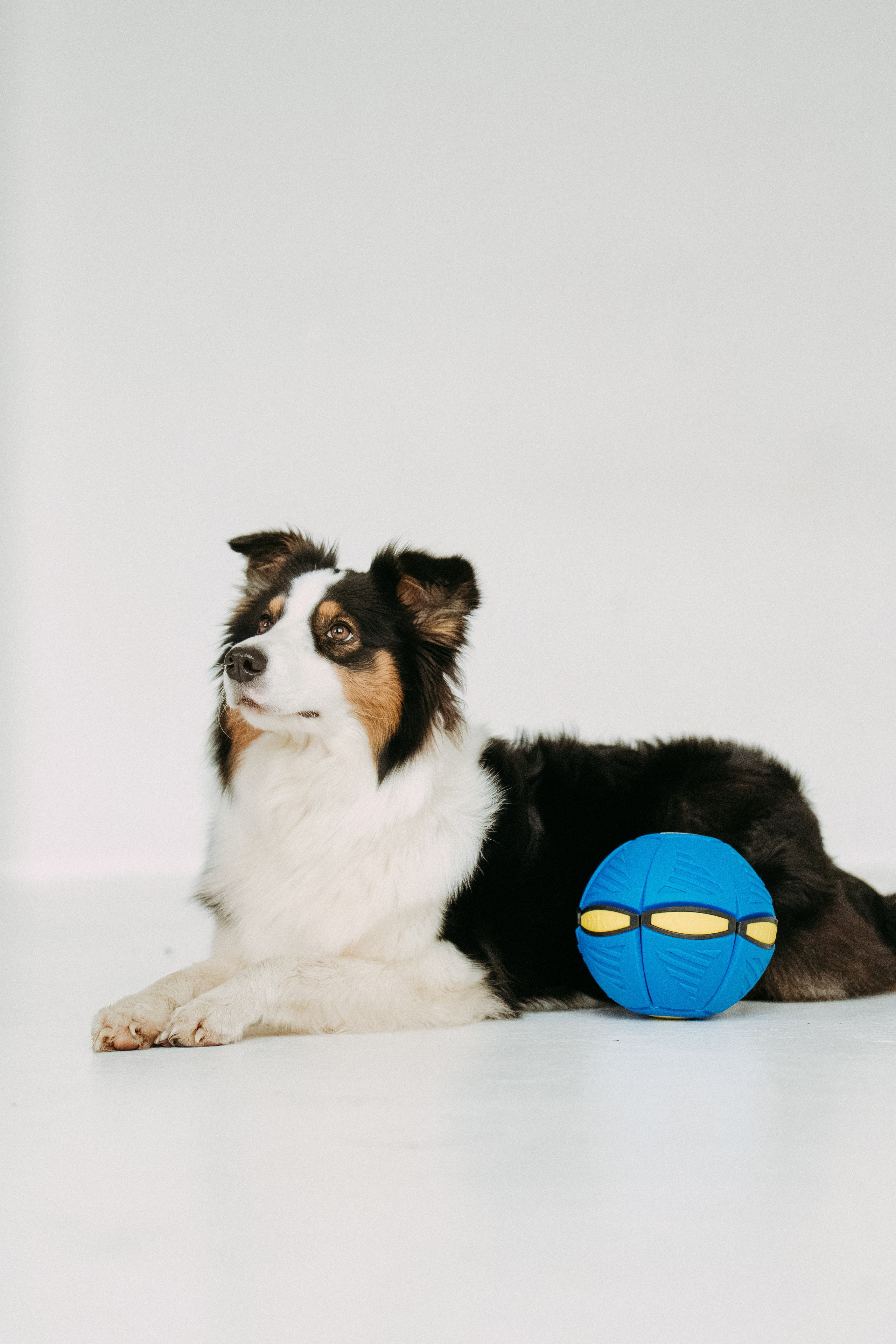 Мячи-попрыгуны. Фотораф — анималист Мария Шистка