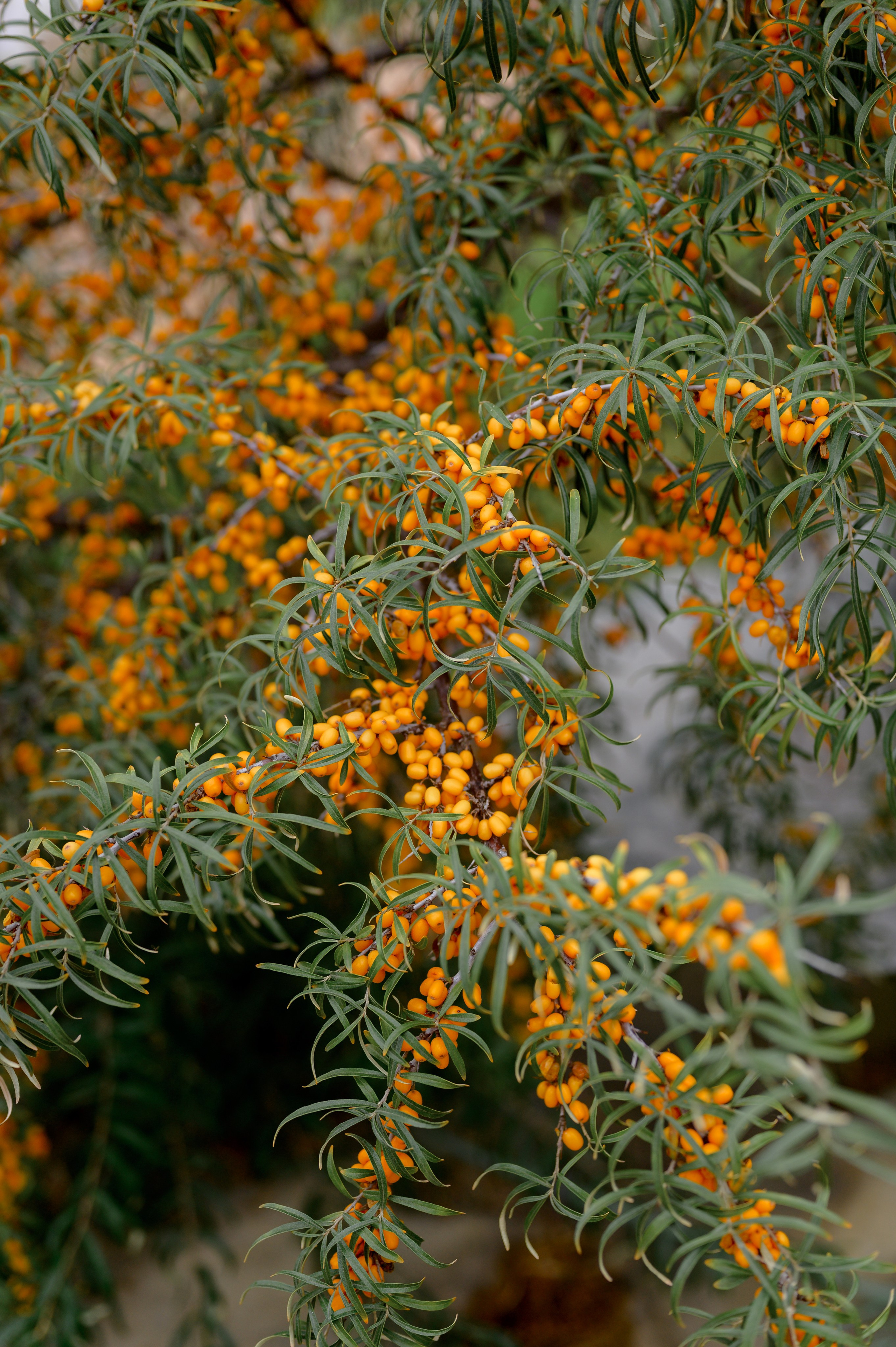 Свадебная Фотосессия. Александр и Виктория. Свадебный фотограф в Белгороде Косилов Денис
