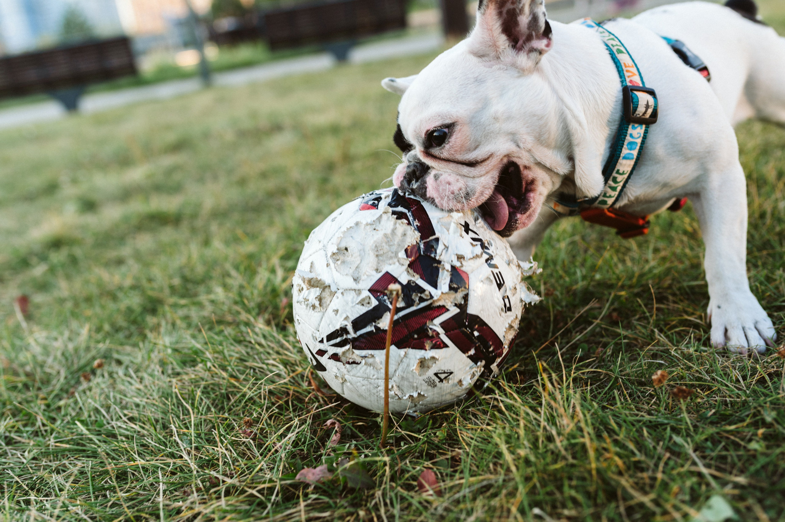 Инна и Белль. Фотограф анималист в Москве Ольга Агушева