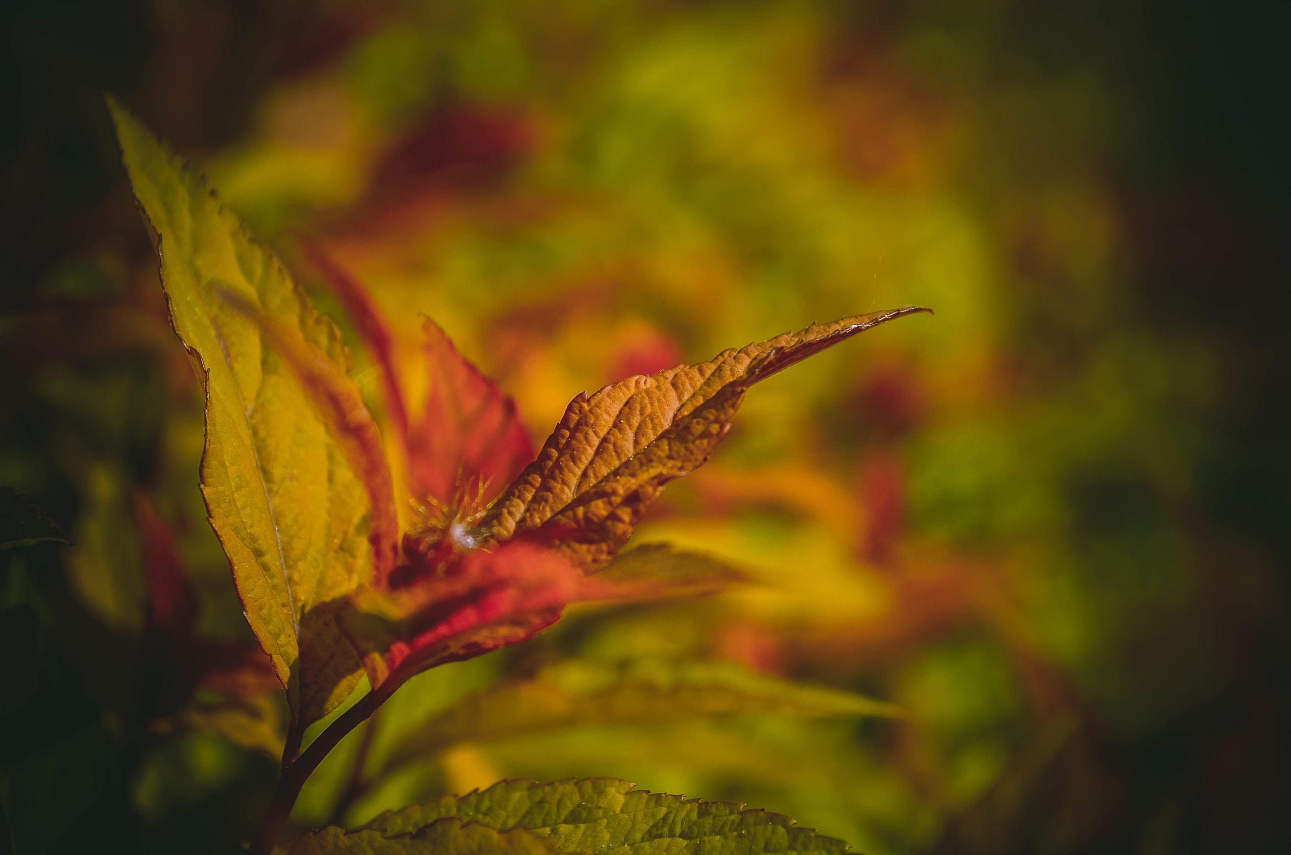 Природа. Александр Снапков | SnappPhoto | Буй