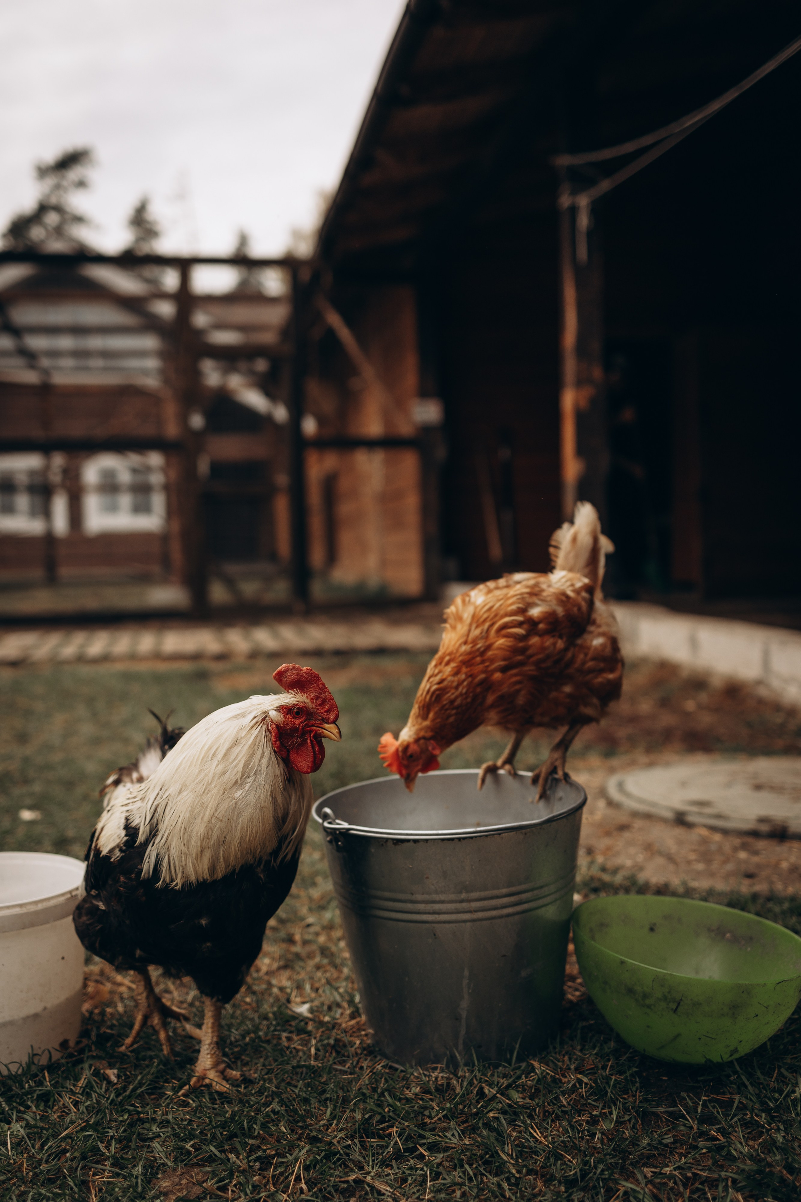 Лошади. Ваш фотограф в Москве и области Юлия