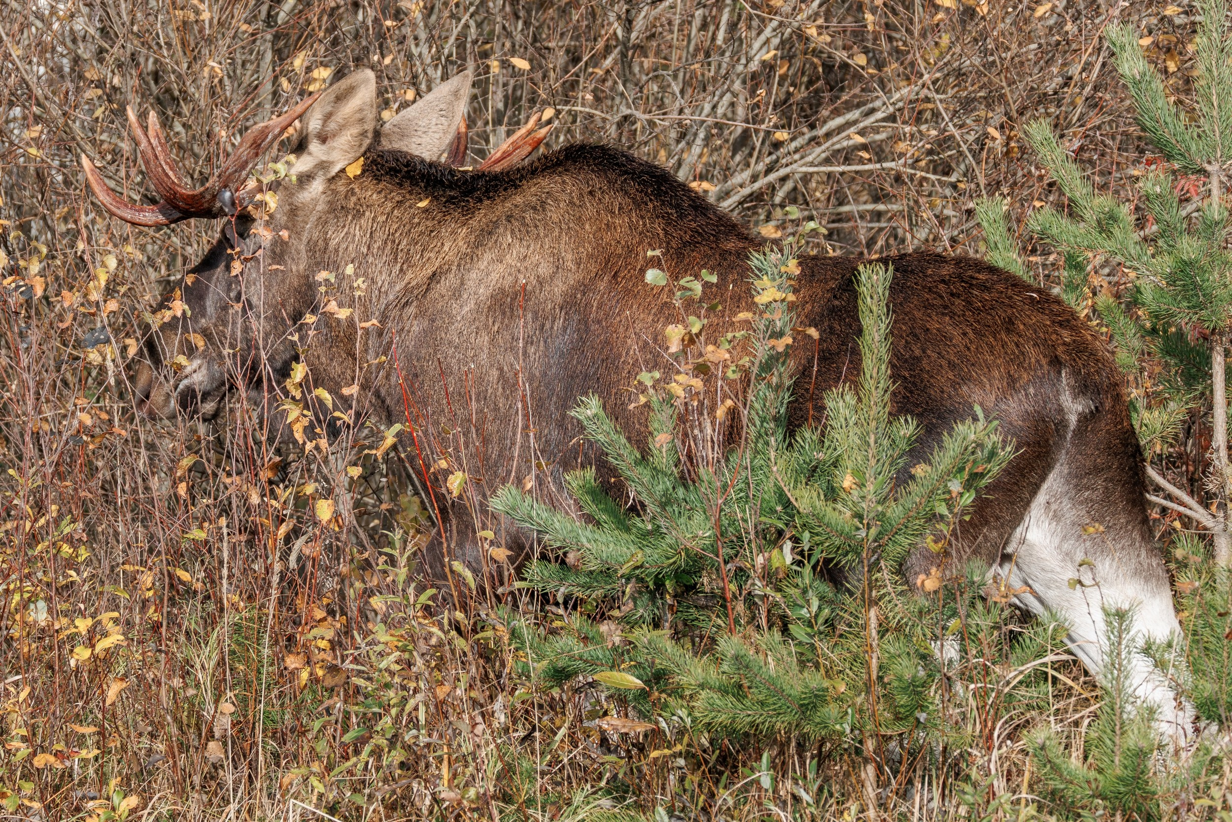 Лось спокойно стоит на опушке леса в солнечный день.