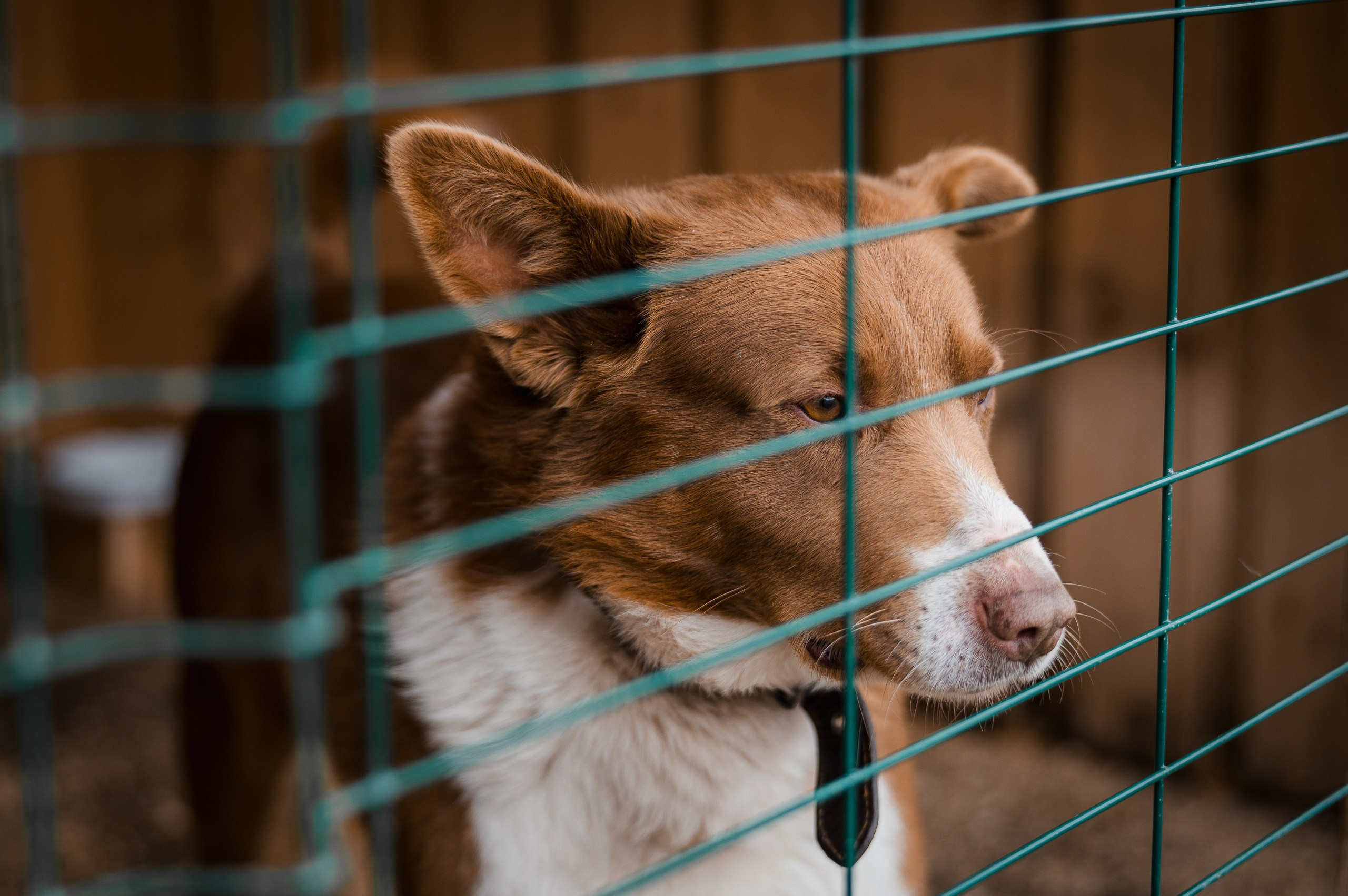 Шони. Улыбка собаки — спасение и пристройство бездомных собак