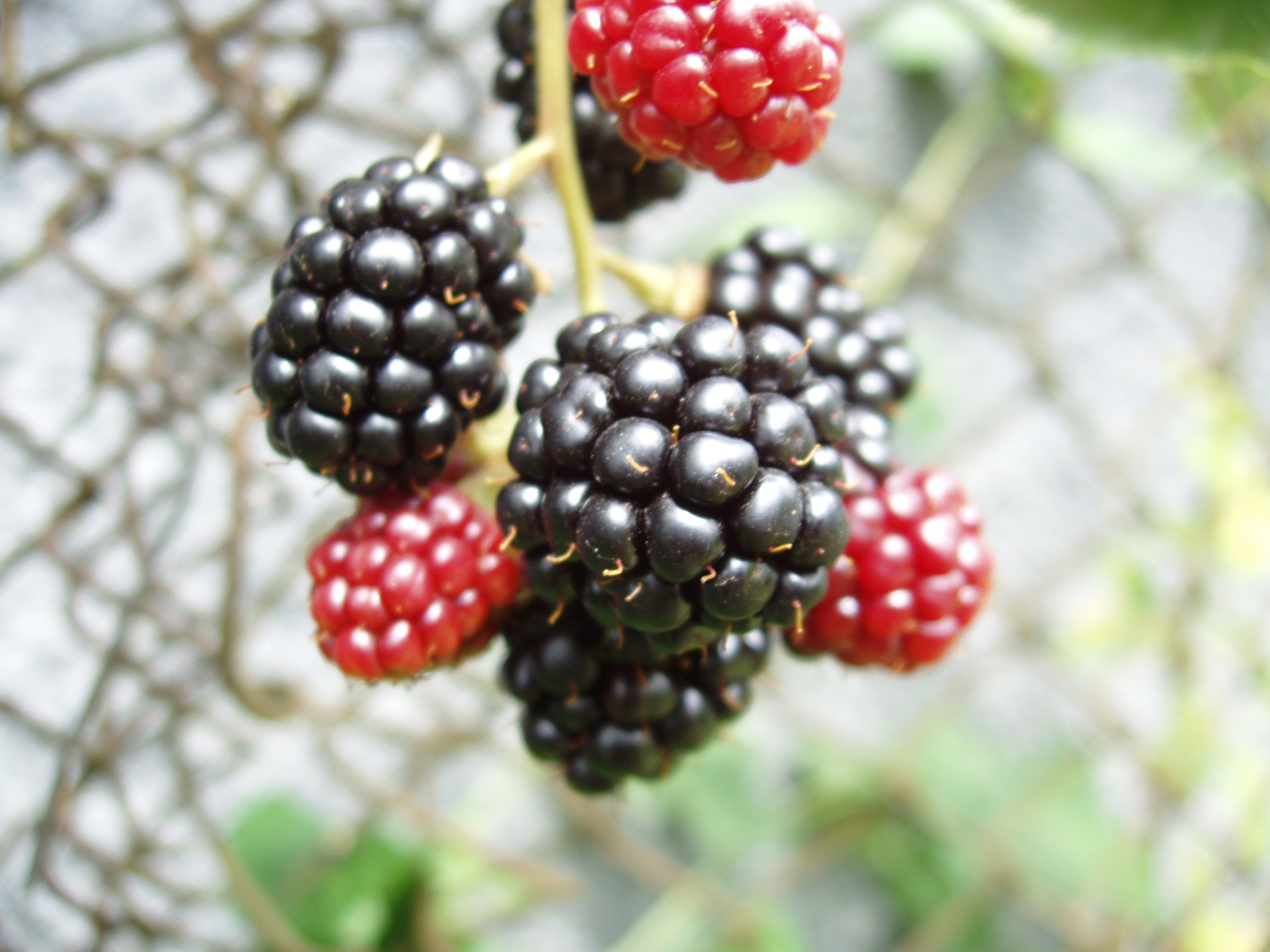 Отпуск 20.07-17.08. Семейный, Свадебный фотограф СПБ Питер— Романова Екатерина