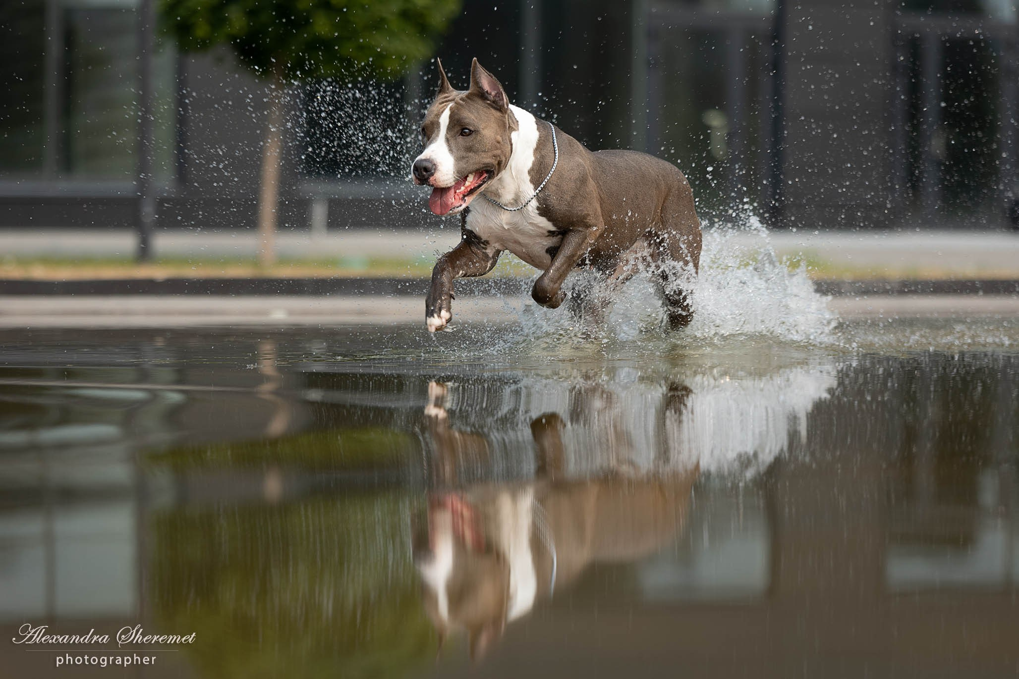 Шерри. Фотограф-анималист Александра Шеремет