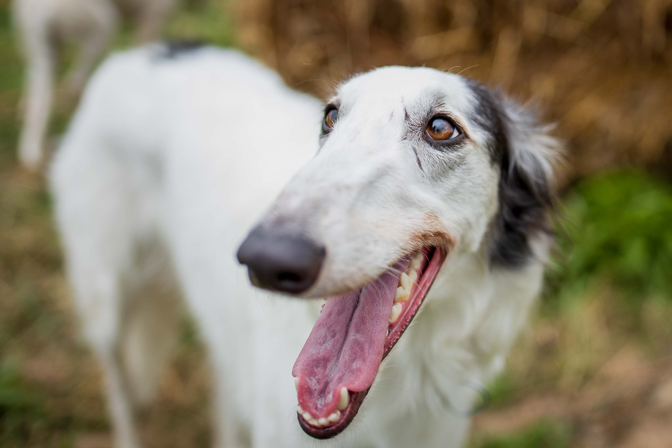 РПБ. Фотограф-анималист Александра Шеремет