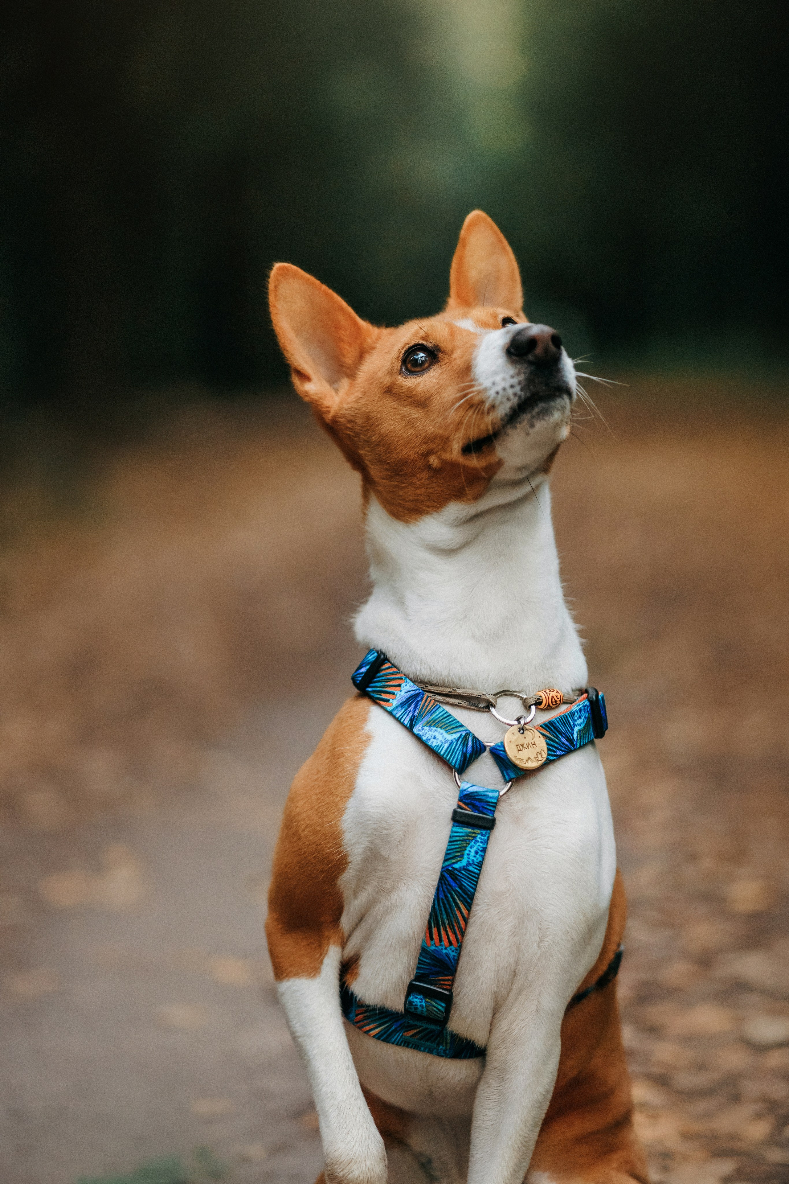 Лена и Джин. Фотограф-анималист Елена Радченко, Москва