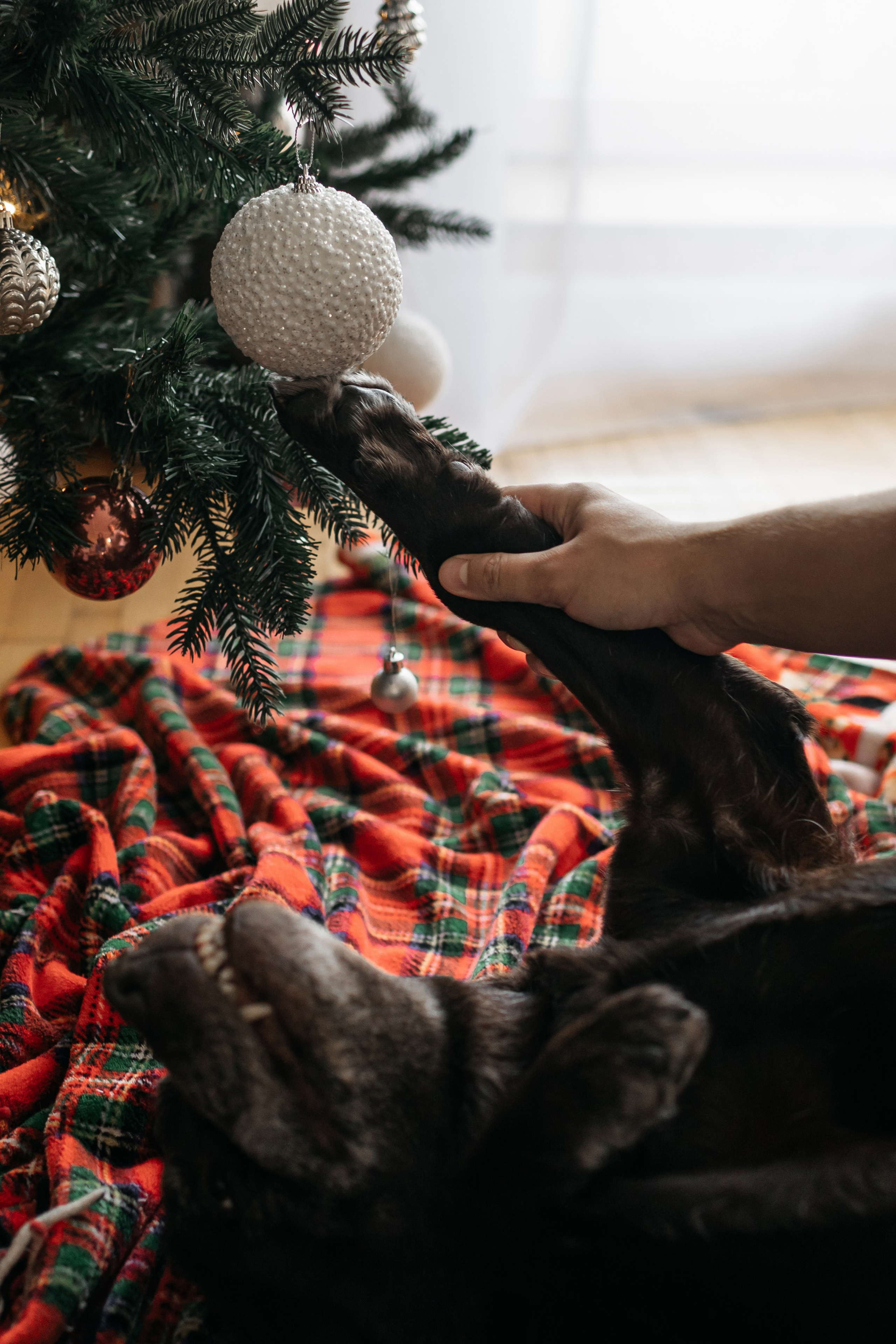 Новый Год. Свадебный и семейный фотограф в Самаре Посконнова Анна