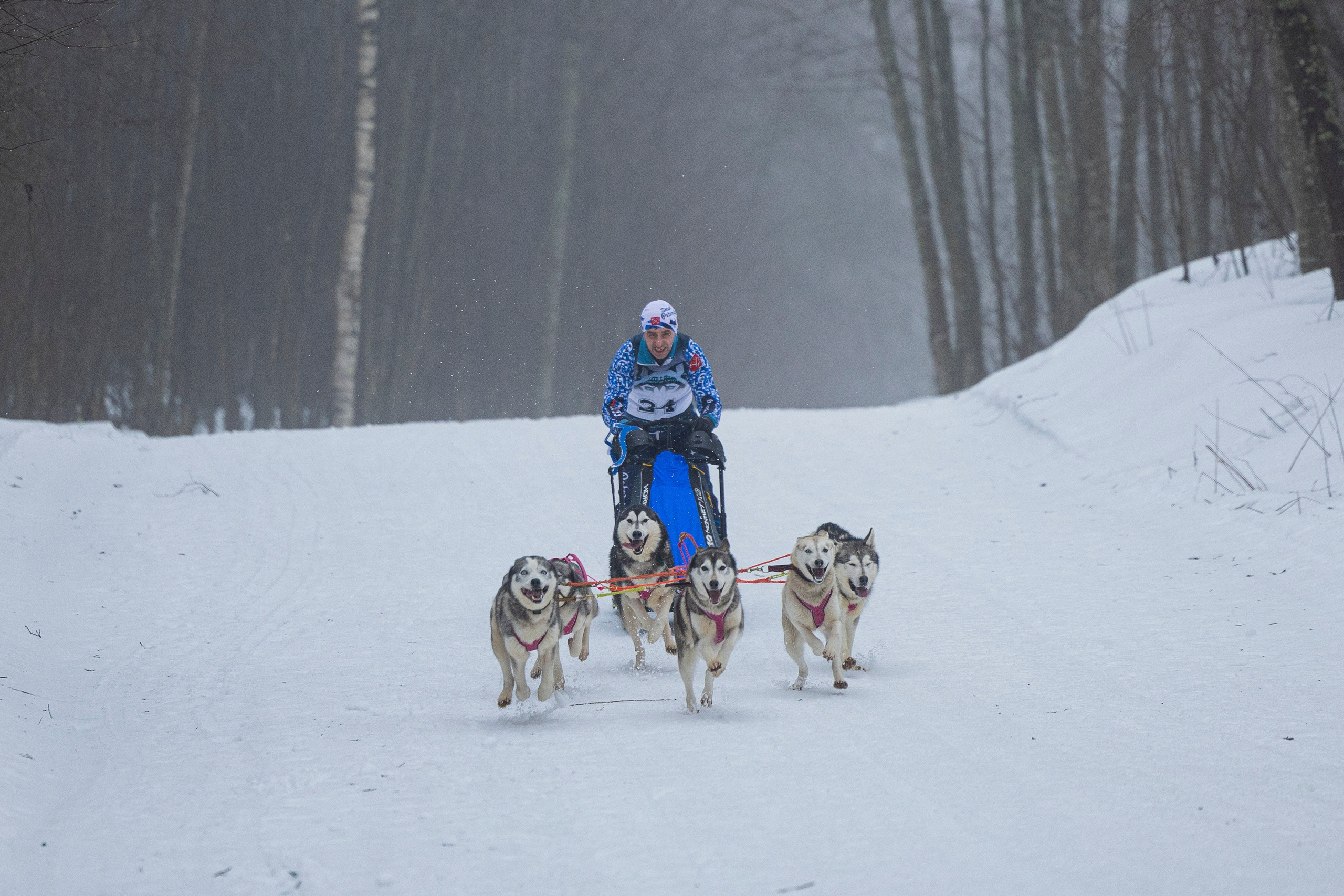 Зимний Чемпионат Санкт-Петербурга по ездовому спорту. Фотограф-анималист Анна Маринич