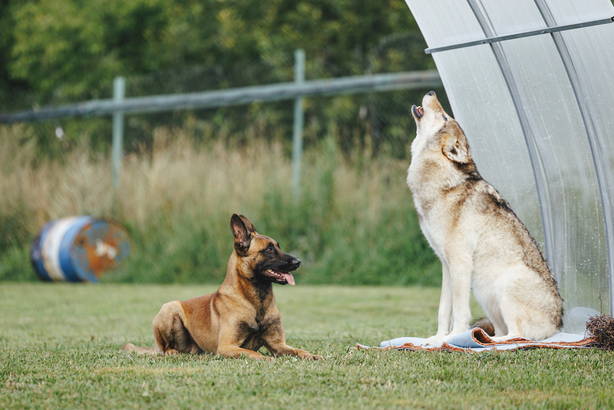 08.08.25-10.08.25 ЧР по мондьорингу г. Вологда. Фотограф-анималист Анна Маринич