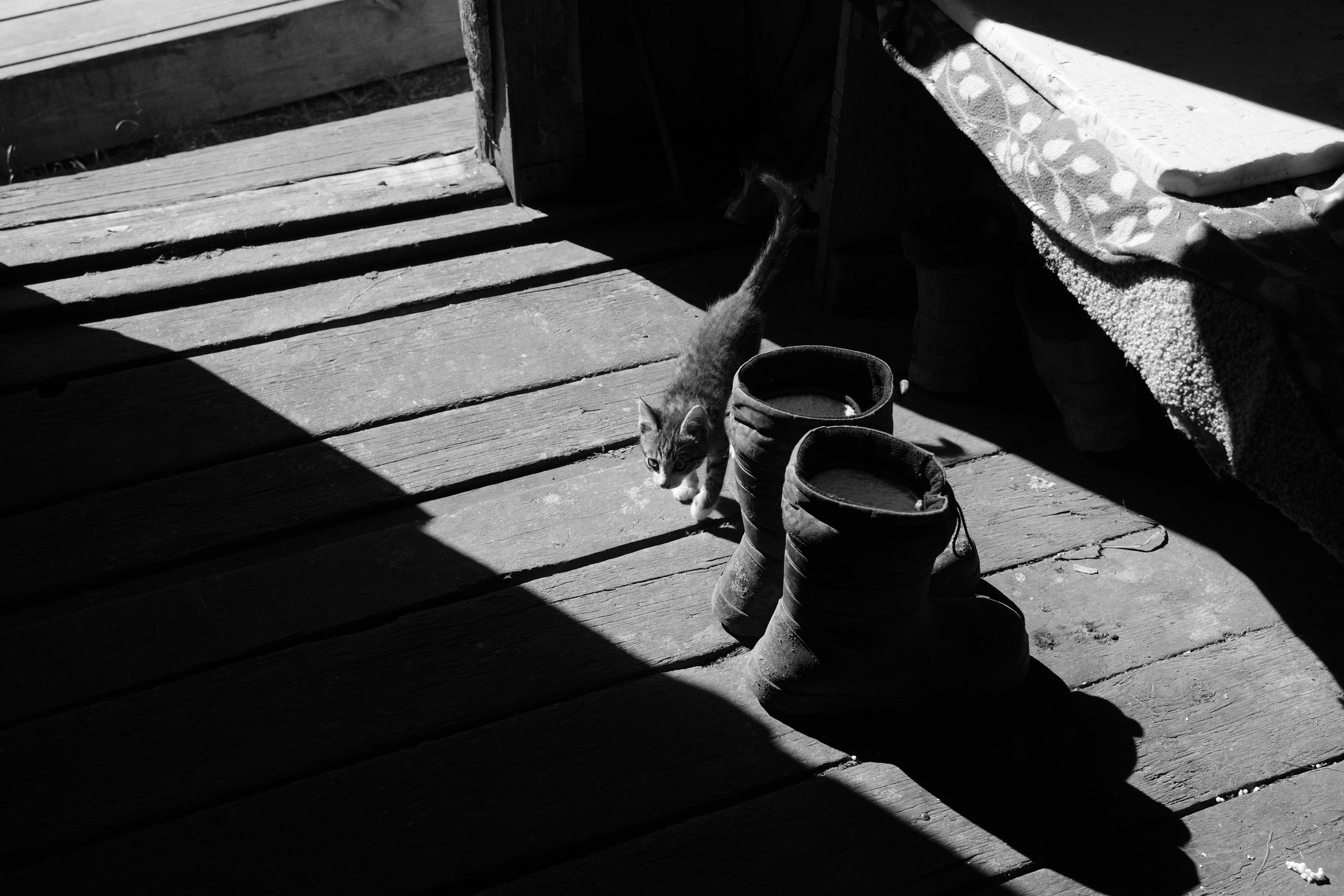 Сухобузимский 25.05-22.06.2025. Фотострелка