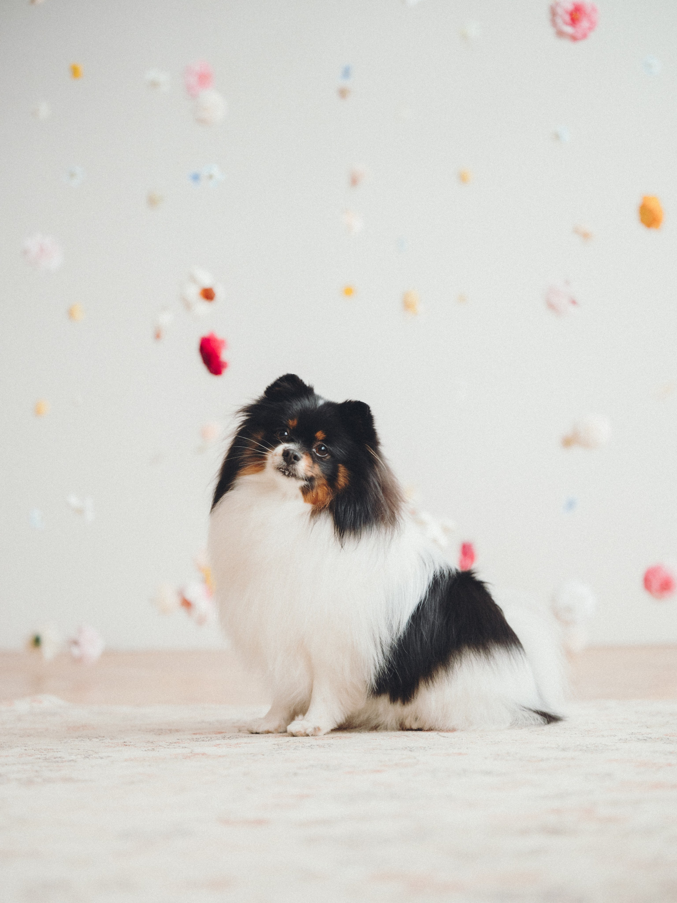 Алена и Люси. Семейный фотограф анималист Ананьева Мария — Москва