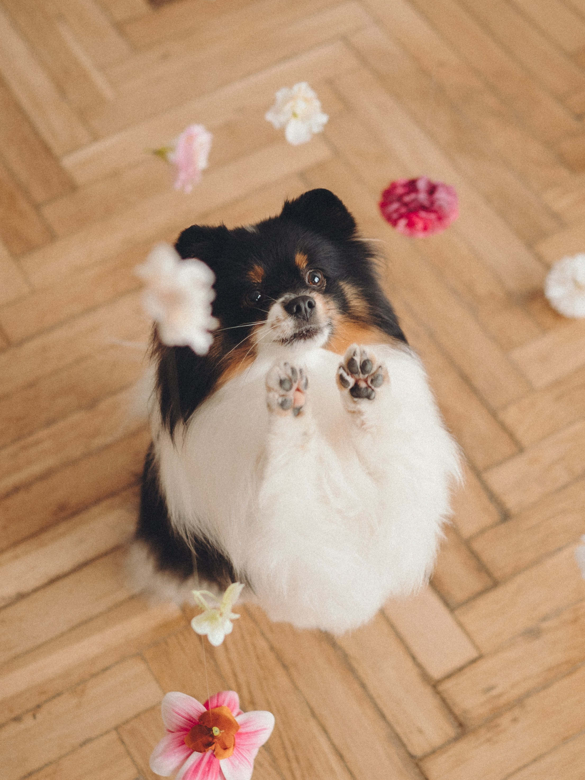 Алена и Люси. Семейный фотограф анималист Ананьева Мария — Москва