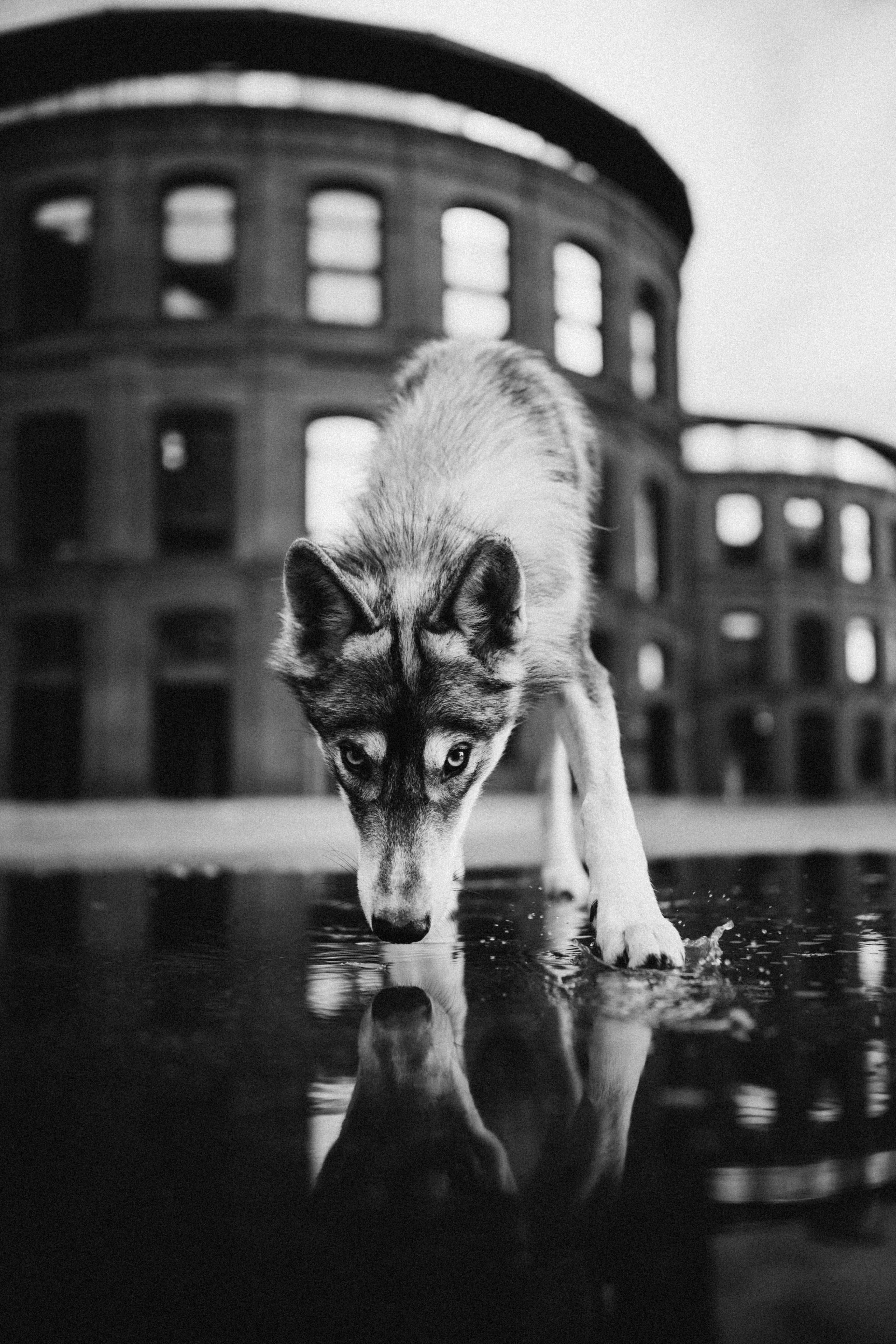 Вика и Кора. Семейный фотограф анималист Ананьева Мария — Москва