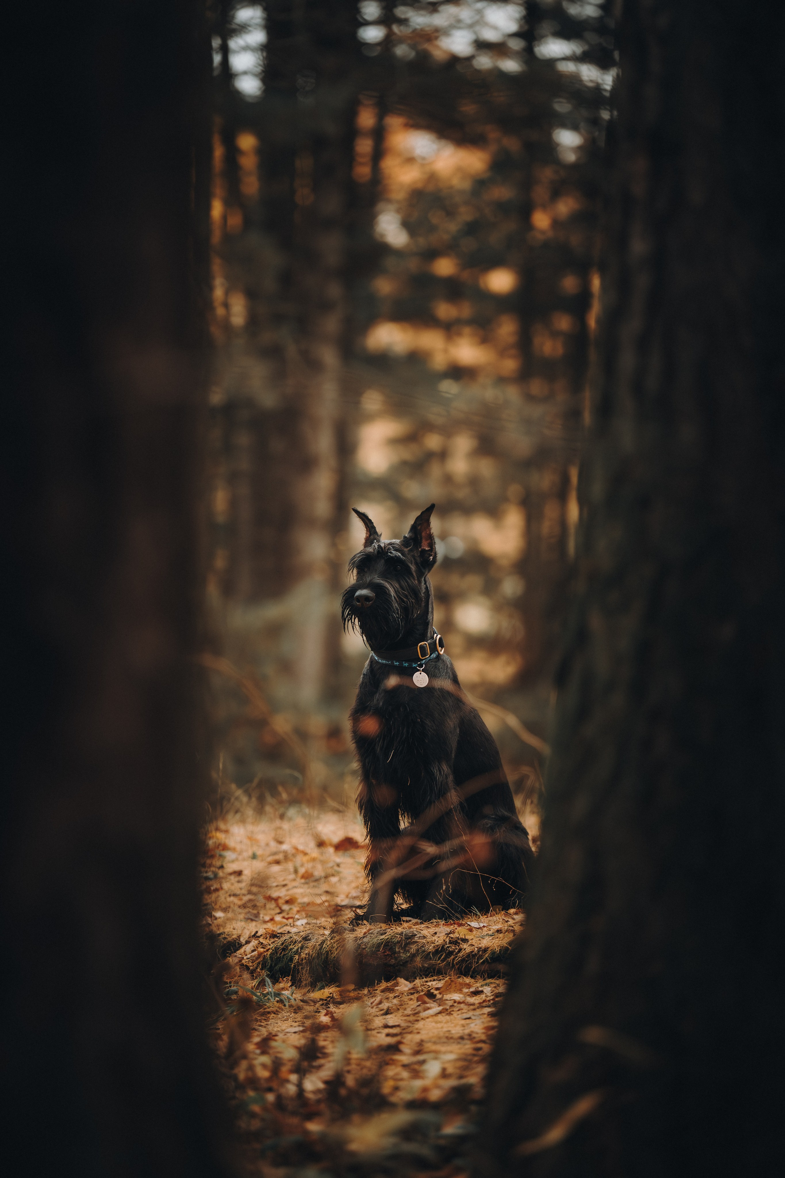 Даша и Умбра. Семейный фотограф анималист Ананьева Мария — Москва