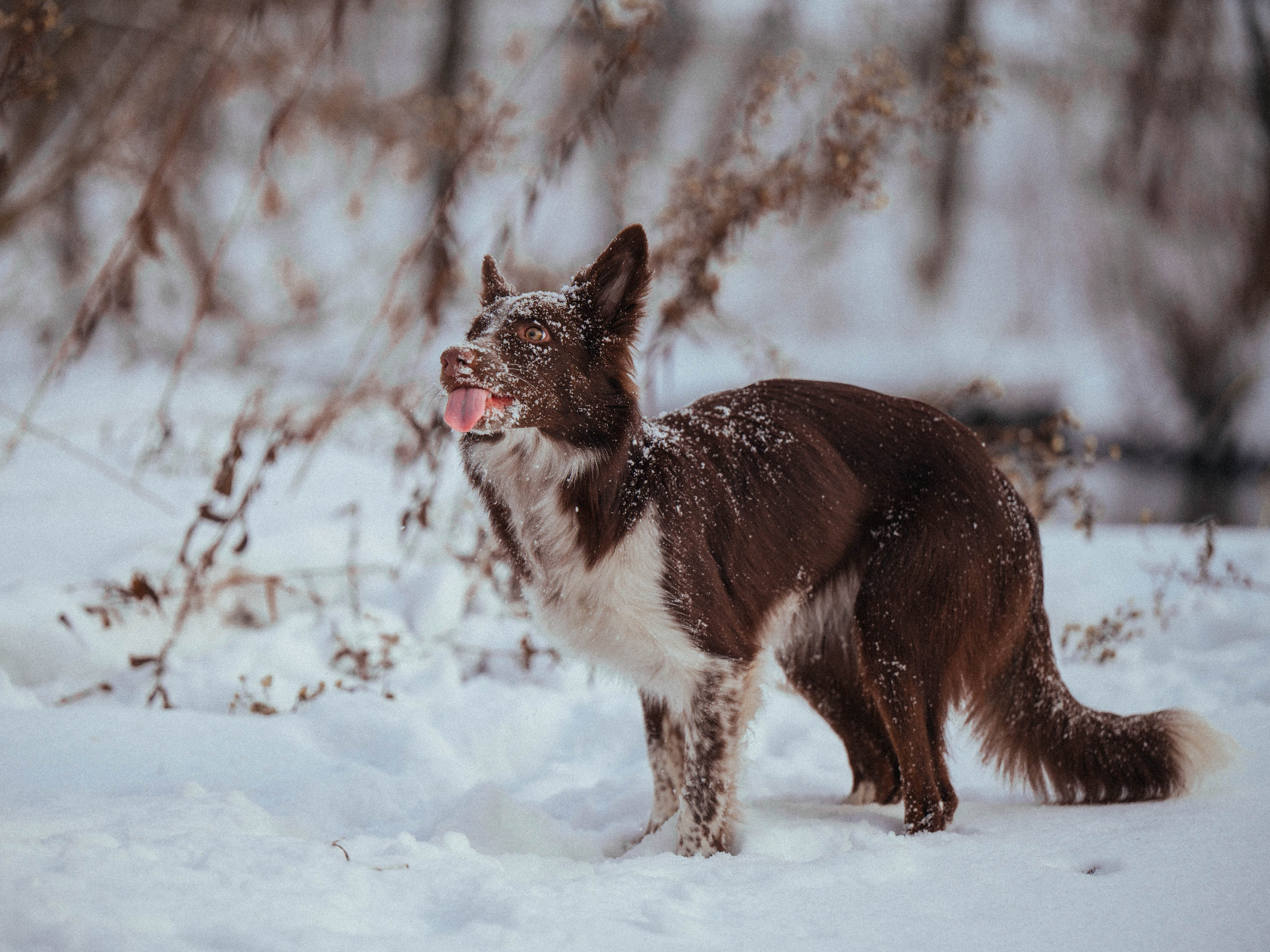 Даша и Мика. Семейный фотограф анималист Ананьева Мария — Москва