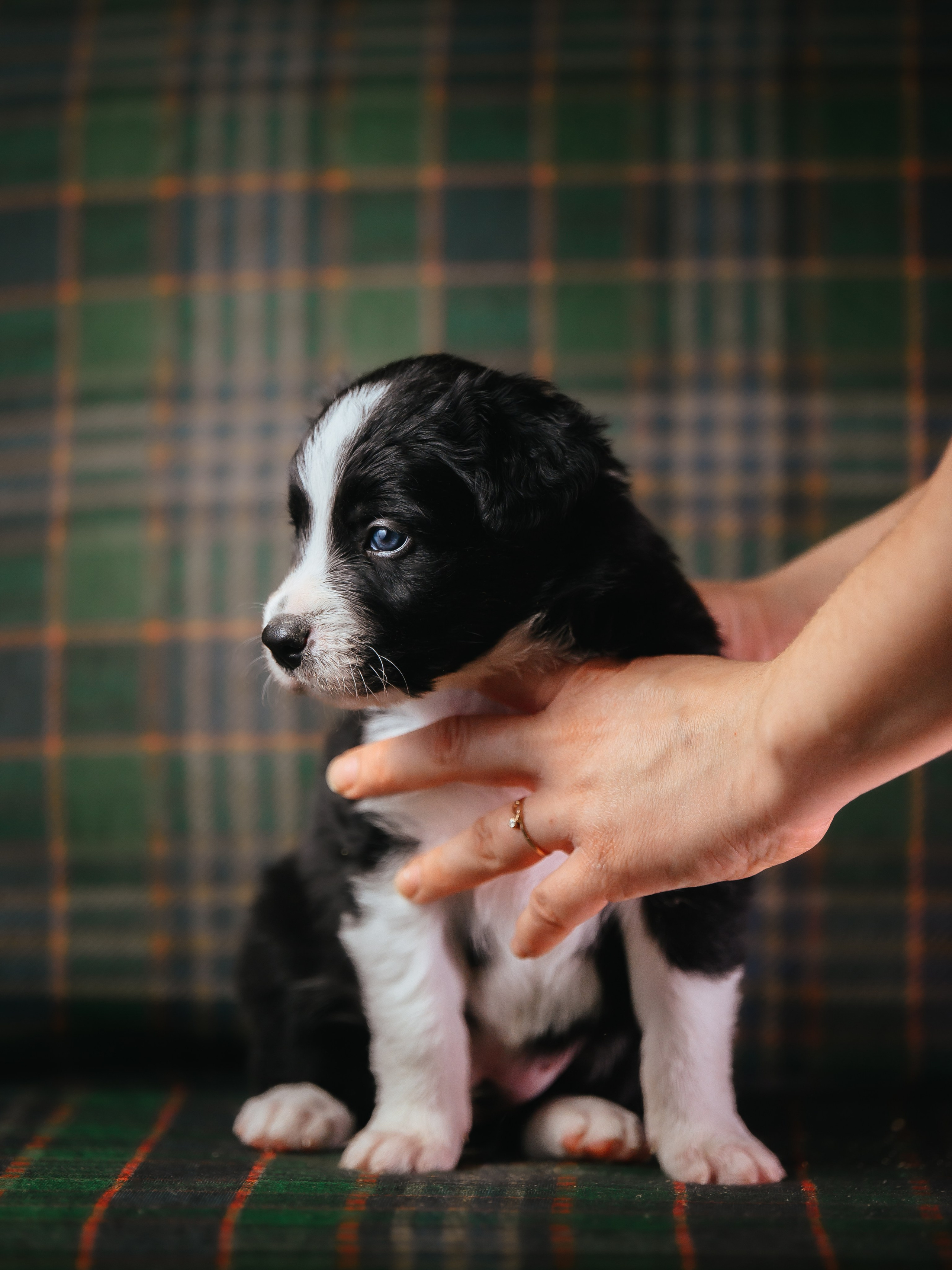 Бордер колли. Семейный фотограф анималист Ананьева Мария — Москва