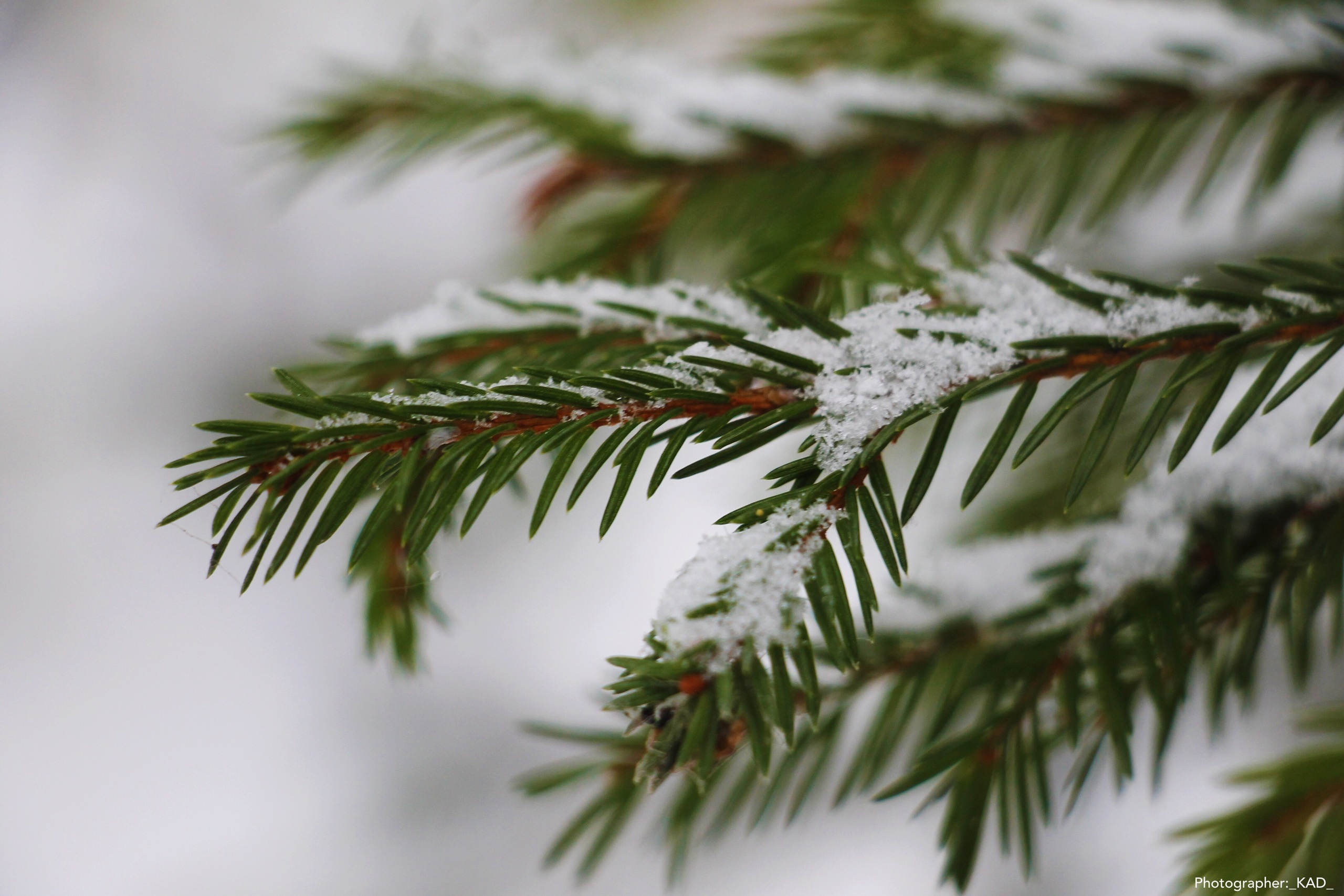 Макросъемка. Photographer K.A.D