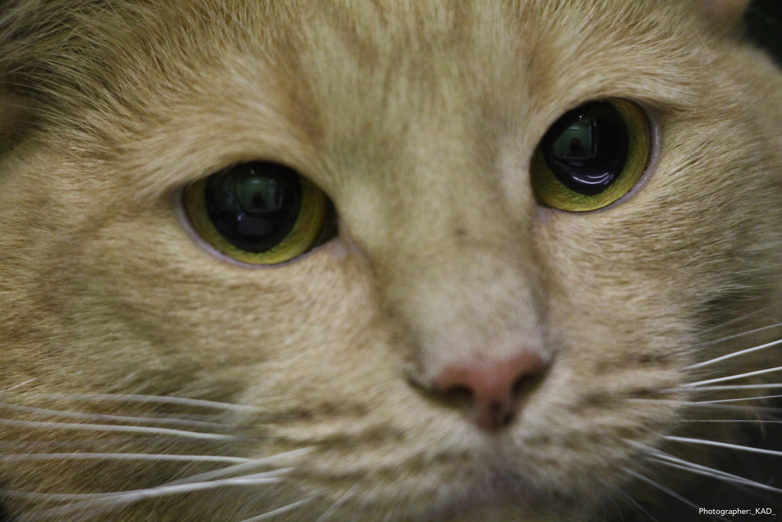 Мир животных. Photographer K.A.D