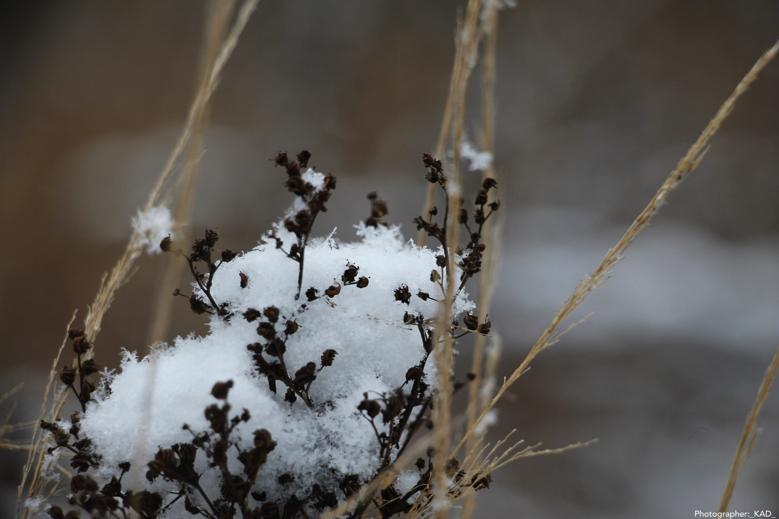 Макросъемка. Photographer K.A.D