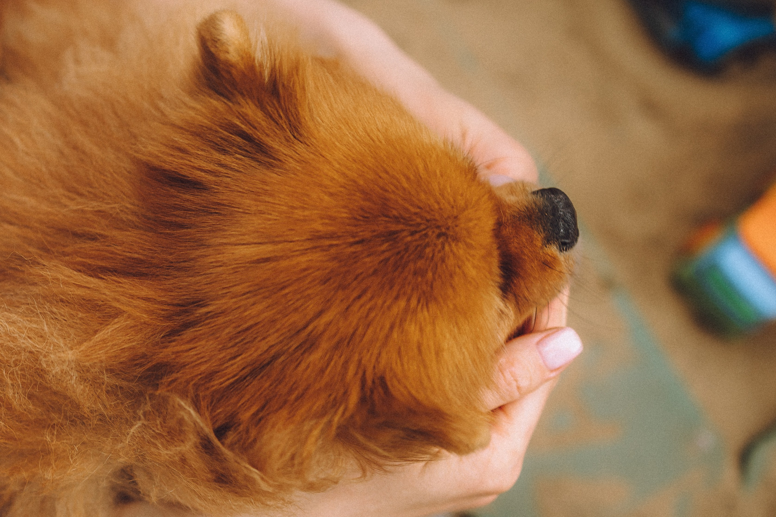 Лорик и его семья